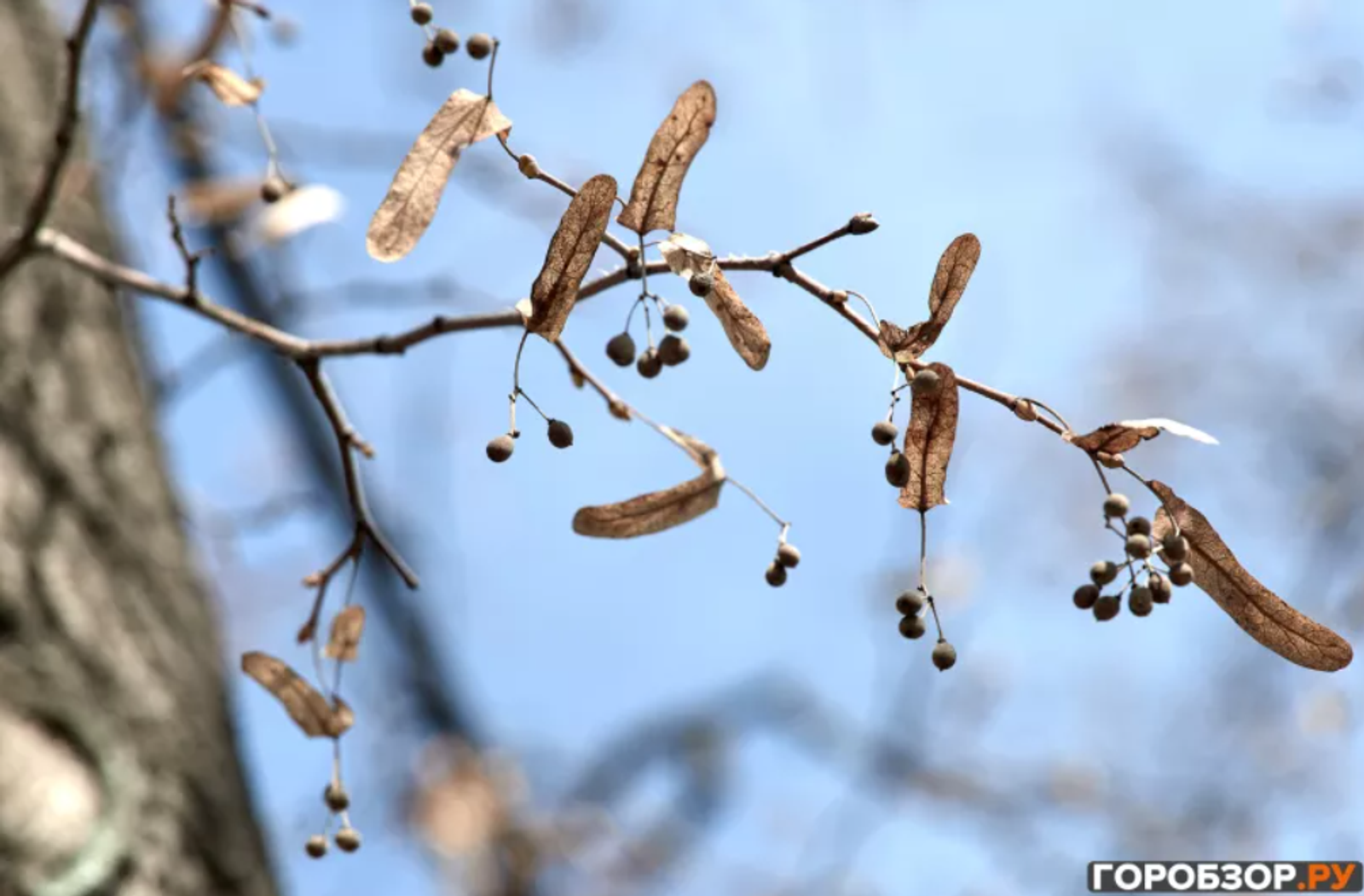 В Башкирии ожидаются заморозки до -6 градусов