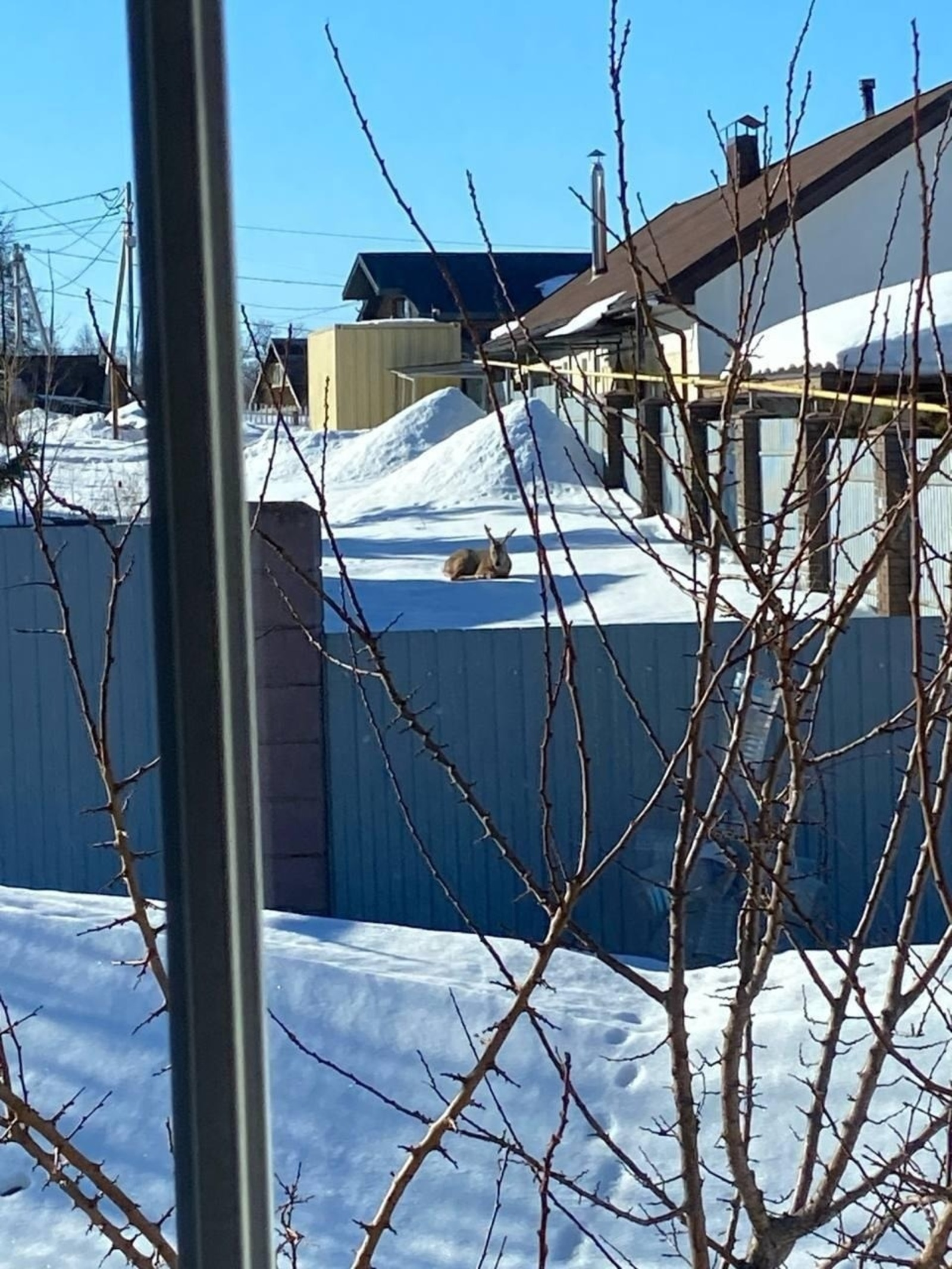 «Малыш ушел…»: в Башкирии сообщили плохую новость о пострадавшем диком животном