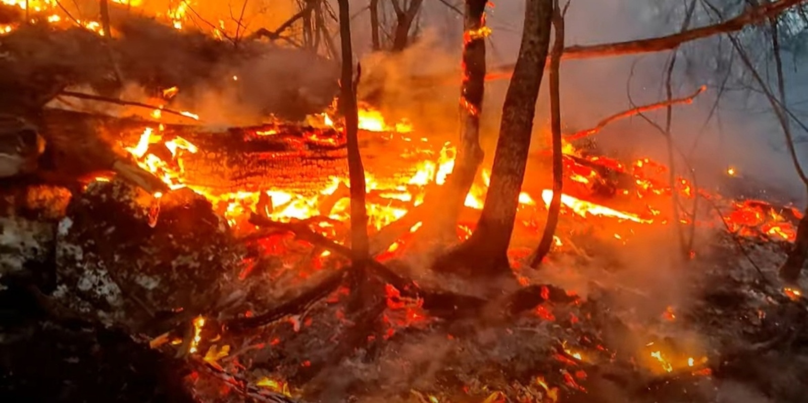 В районе Башкирии удалось найти виновного в возгорании лесного пожара