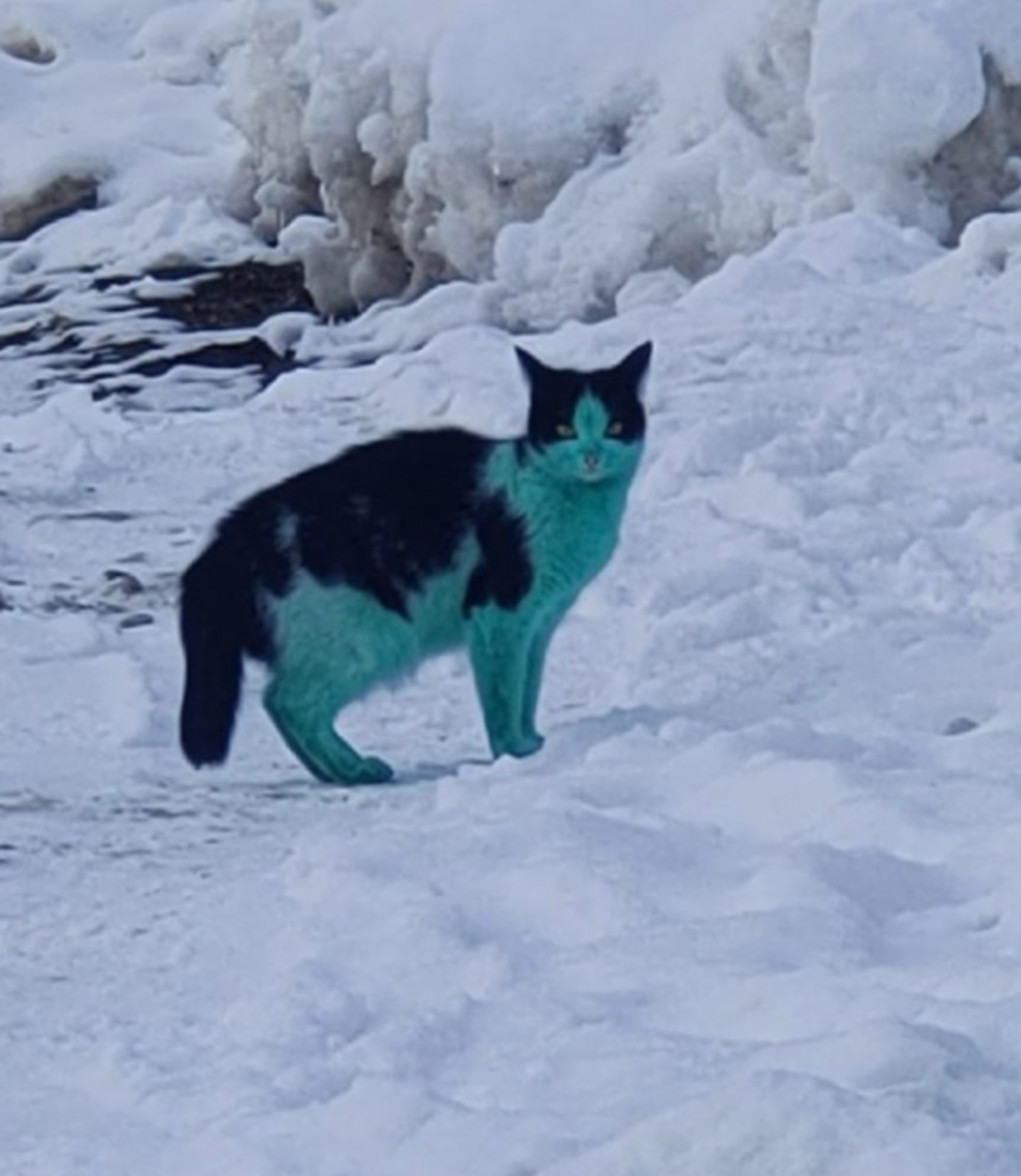 "Что это за существо - кот Шрек?":  в Башкирии обнаружили зелёную кошку