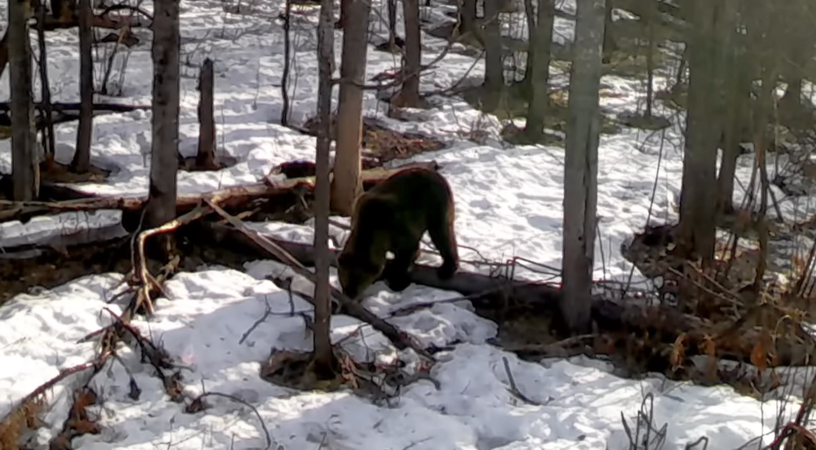 Житель Башкирии решил подкормить в лесу голодного медведя (ВИДЕО)
