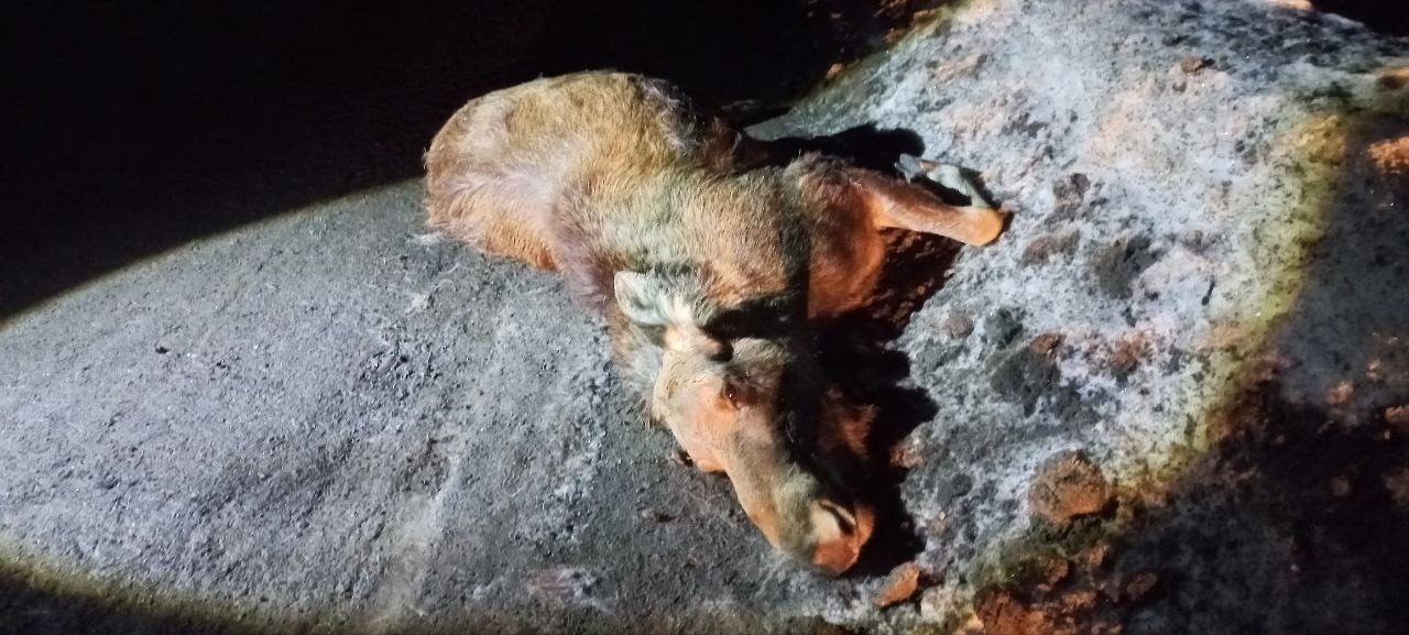 В Башкирии водитель лекгового авто насмерть сбил лося