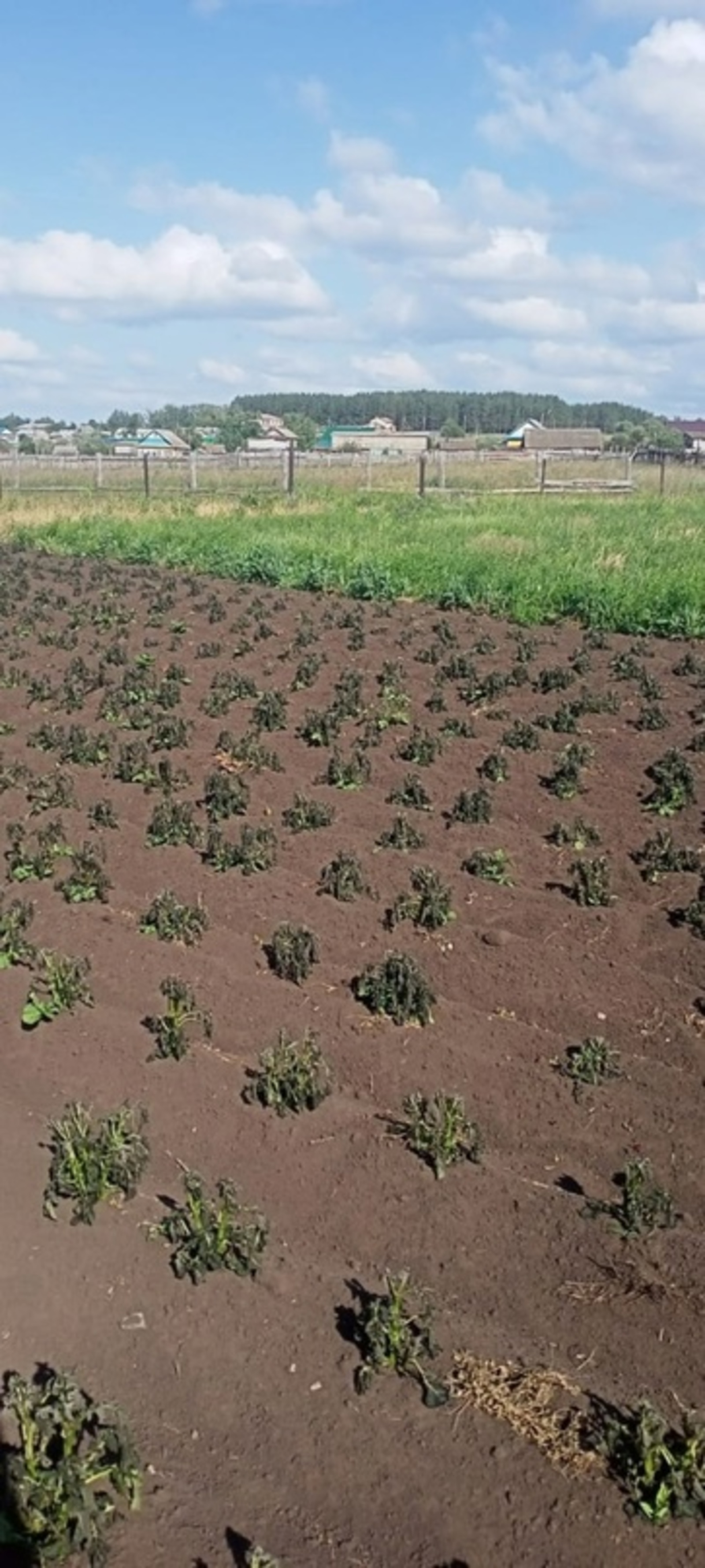 От -2 до +27 градусов: в Башкирии ожидаются температурные качели