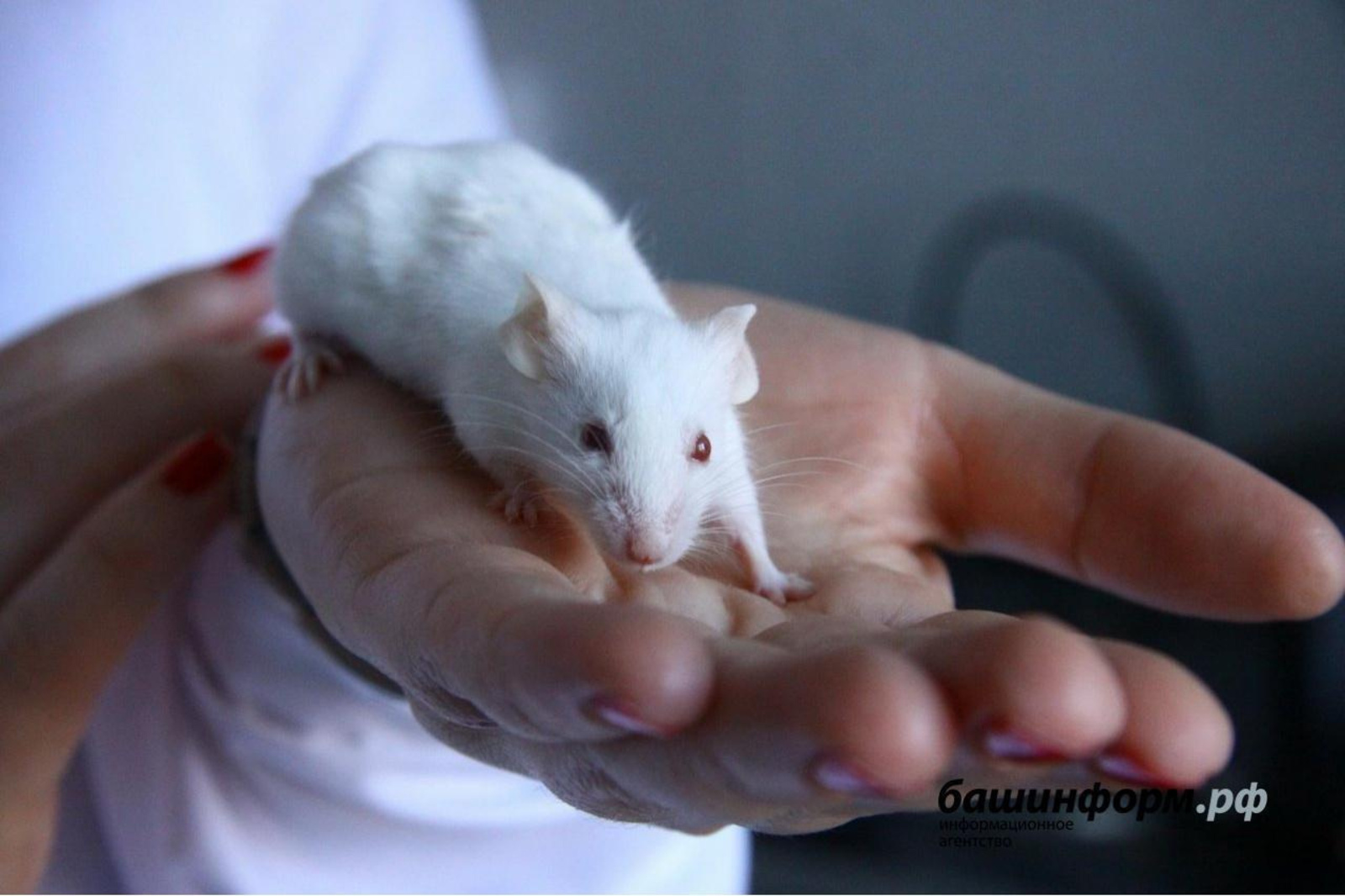 В Башкирии 20 человек заболели «мышиной лихорадкой»