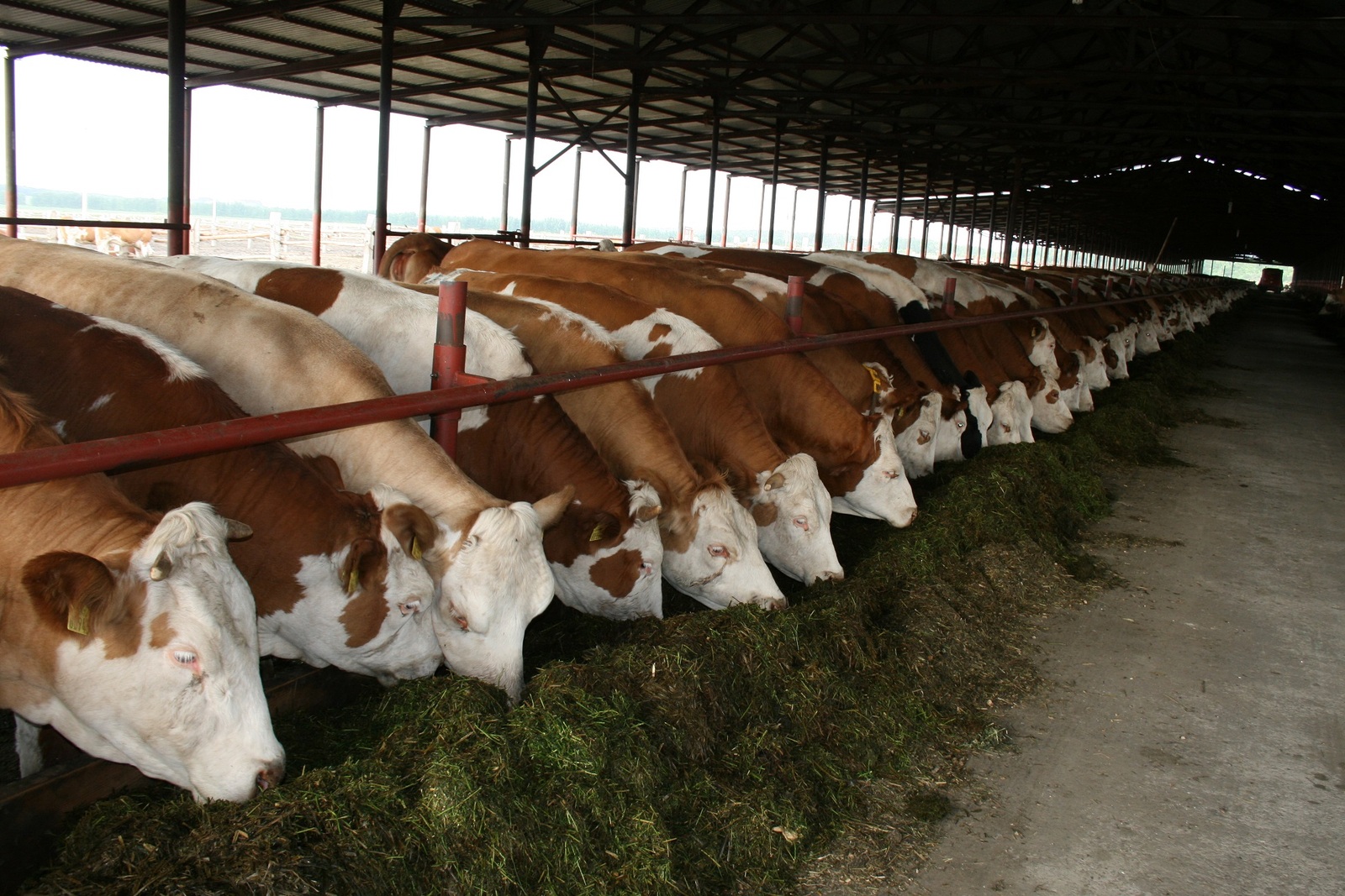 В Кугарчинском районе скоро появится животноводческая  ферма на 60 голов КРС