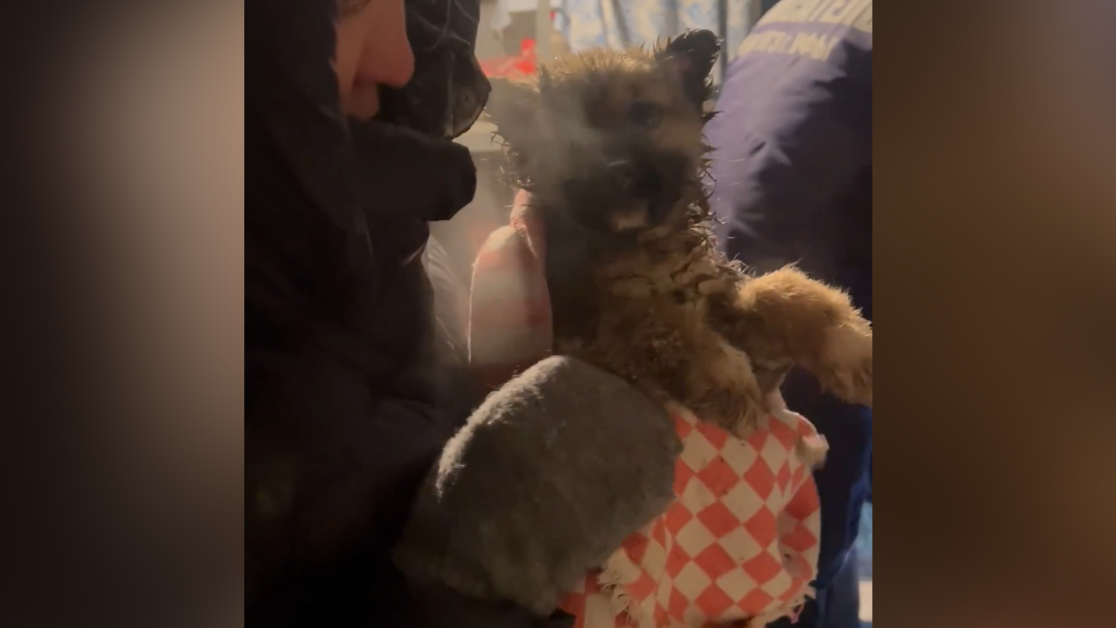 Распилили гараж: в Уфе спасли замерзающих на морозе щенят