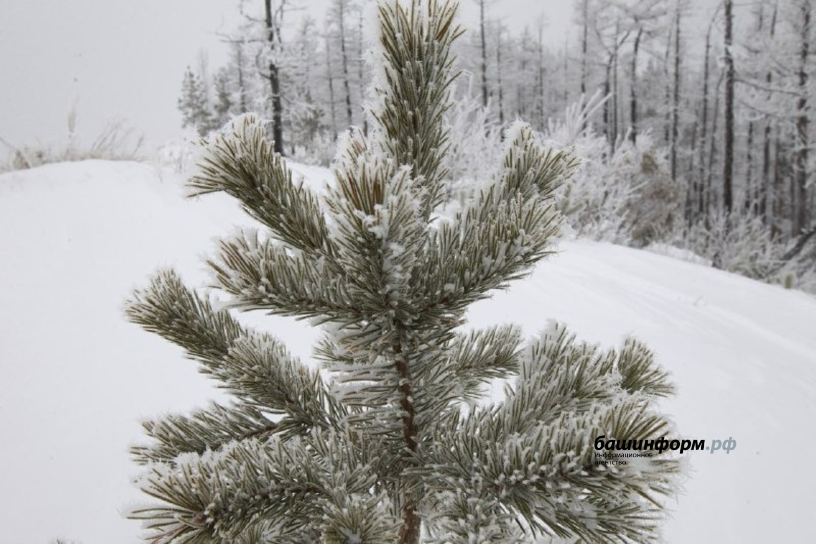 Эксперты: можно ли подцепить клеща на новогодней ели