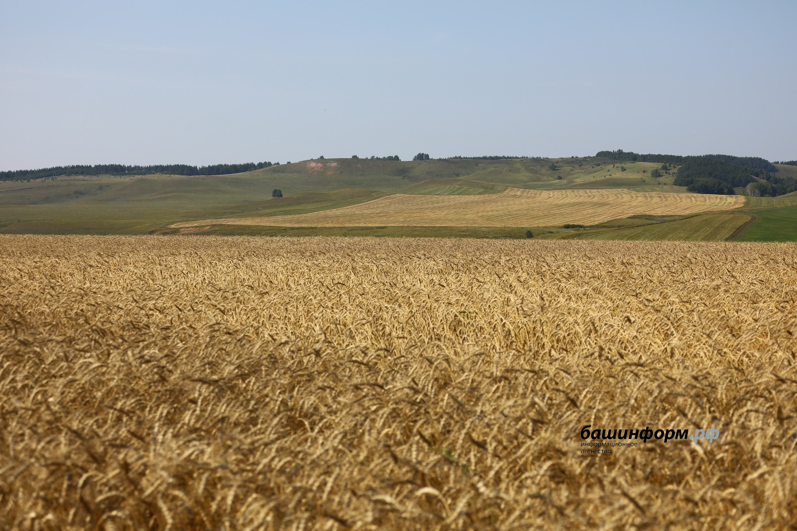 Башкирскую пшеницу посадят в Казахстане