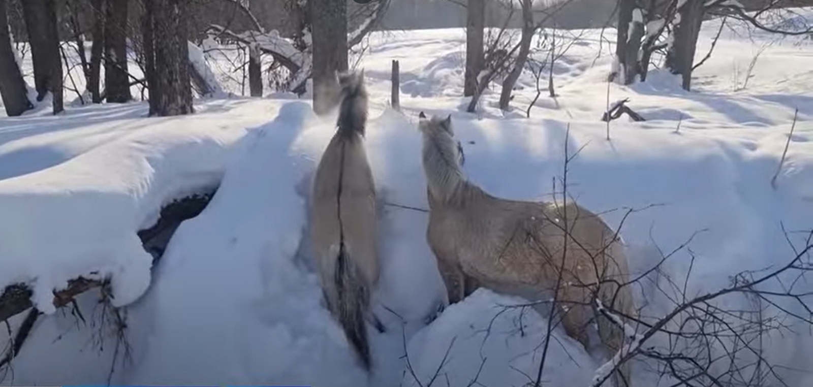 Сотни лошадей в Башкирии стали лёгкой добычей для стаи волков
