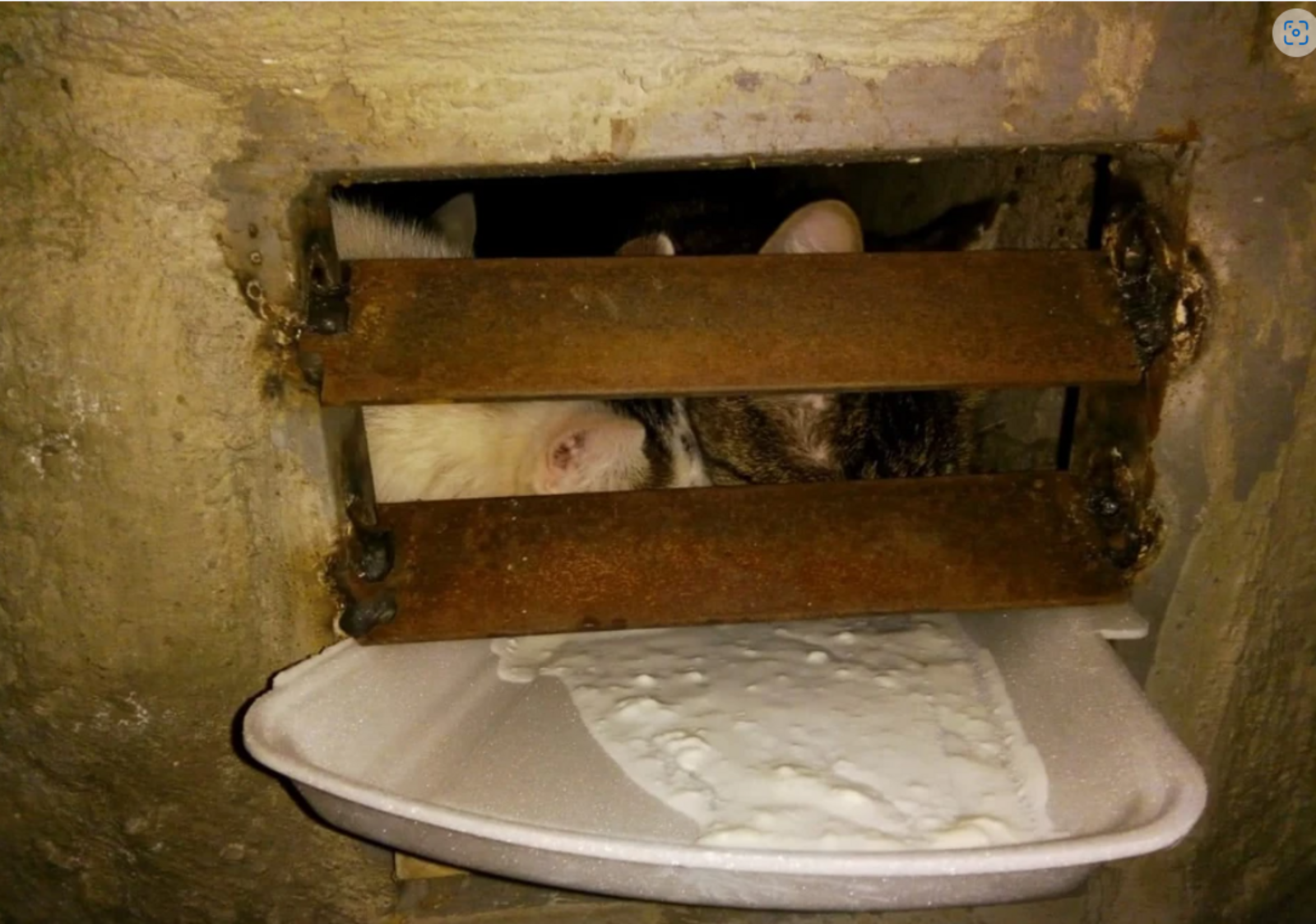 В Башкирии управляющая компания замуровала кошек в подвале
