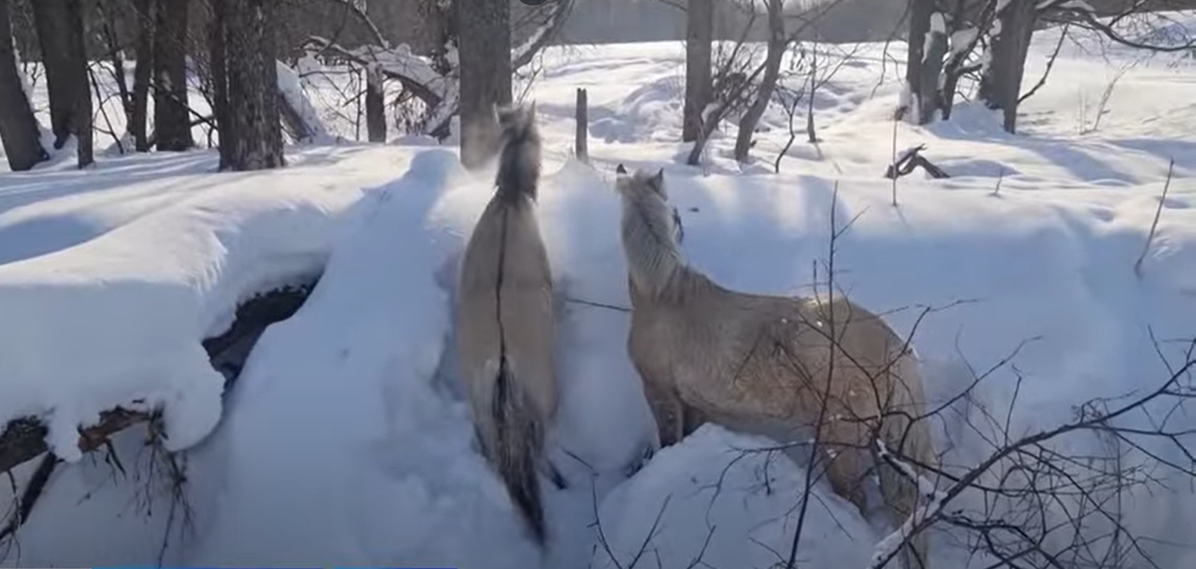 Утонули лошади. В Башкирии замерзли лошади. Снежный табун лошадей вырезанный из снега. Новости вчера Рябовский налетели стая Волков два взрослых. Лошади «утопают» в снегу. В Нарыне выпало много снега. Фото.