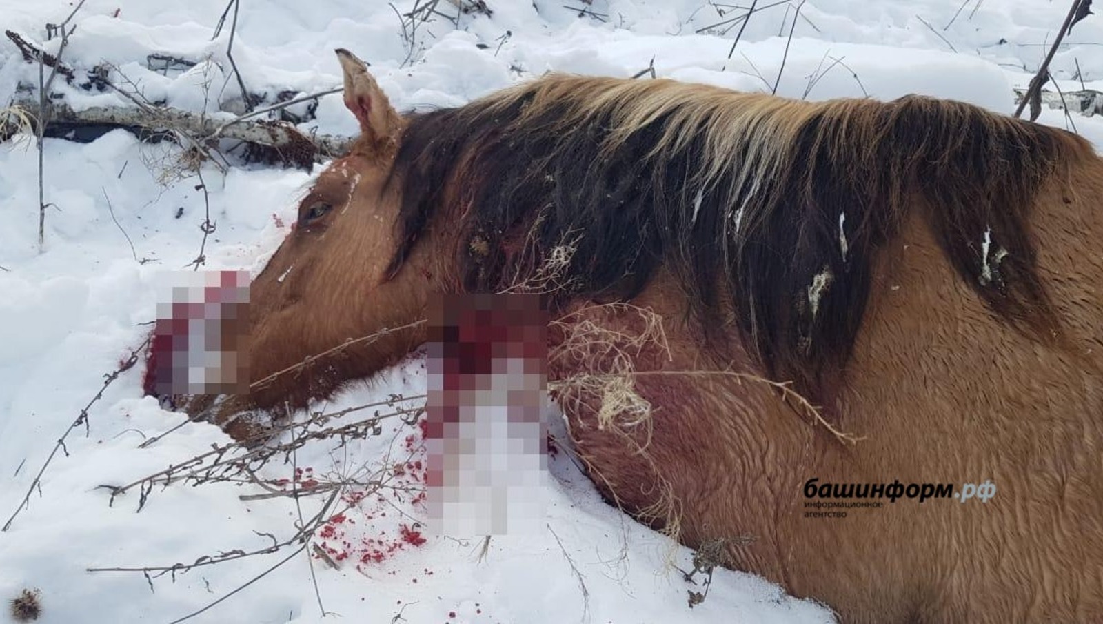 В Башкирии живодеры жестоко убили 14 лошадей