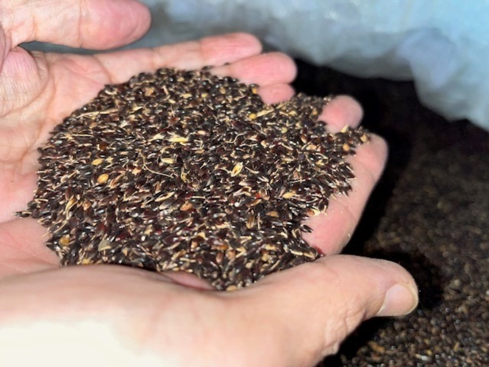 Башкирия экспортировала более 1000 тонн семян сельхозкультур