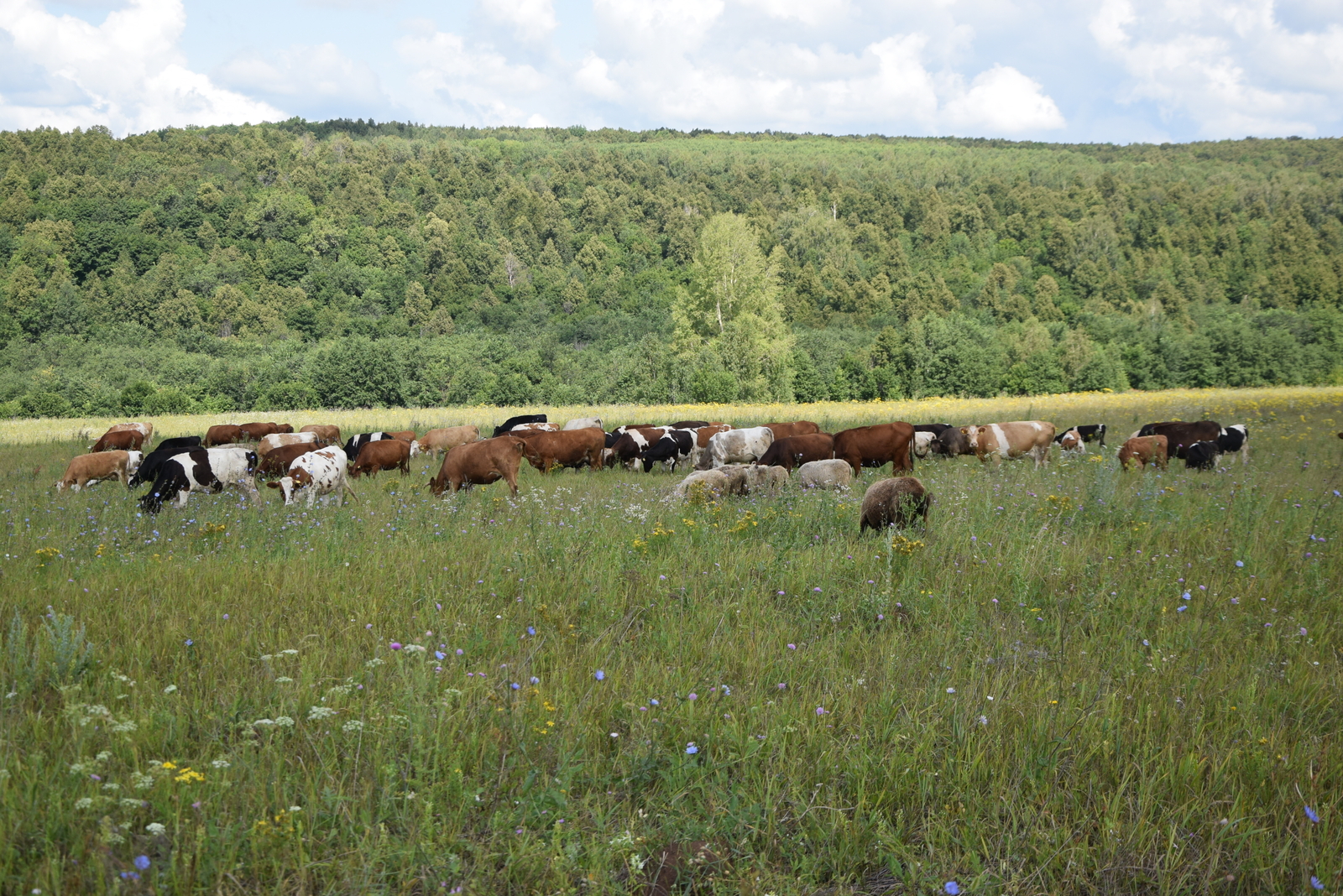 В Башкирии из-за строительства дома погиб крупный рогатый скот сельчан