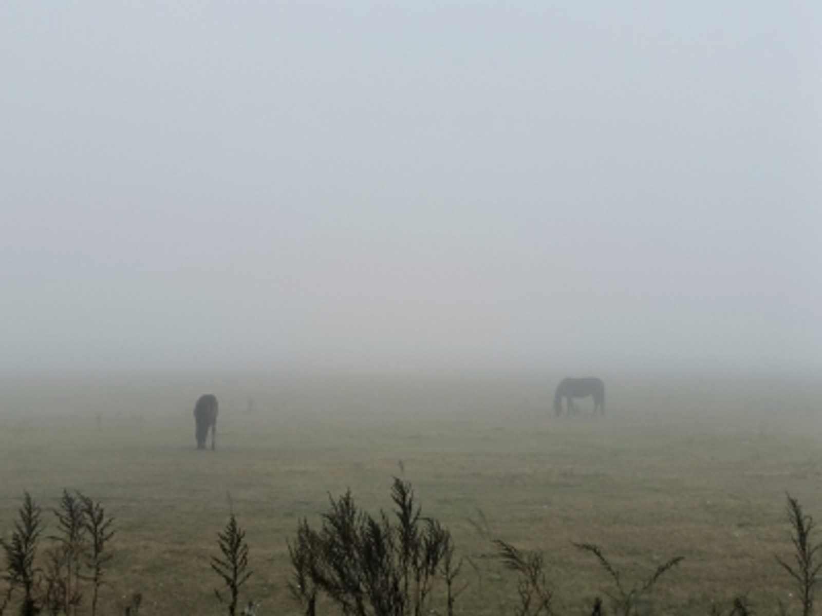 Башкирию вновь окутает густой туман