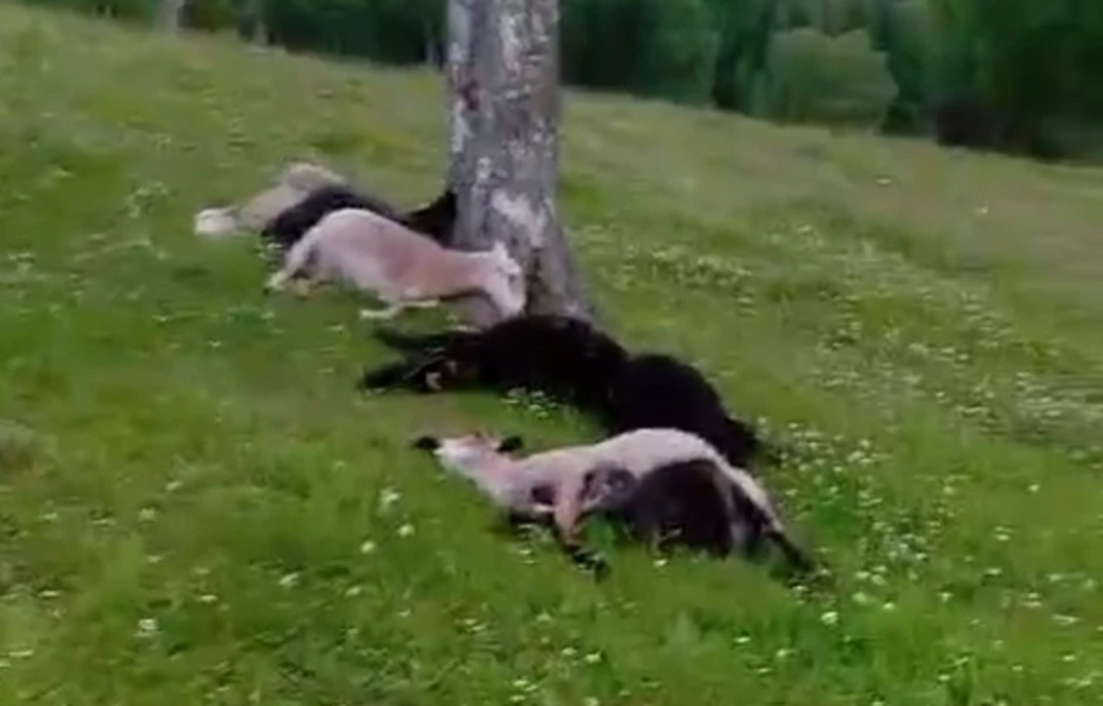 В Башкирии  отару овец убило ударом молнии (видео)