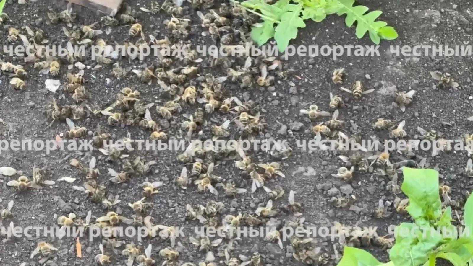 Жители Башкирии сообщают о гибели пчёл после вылета на поля