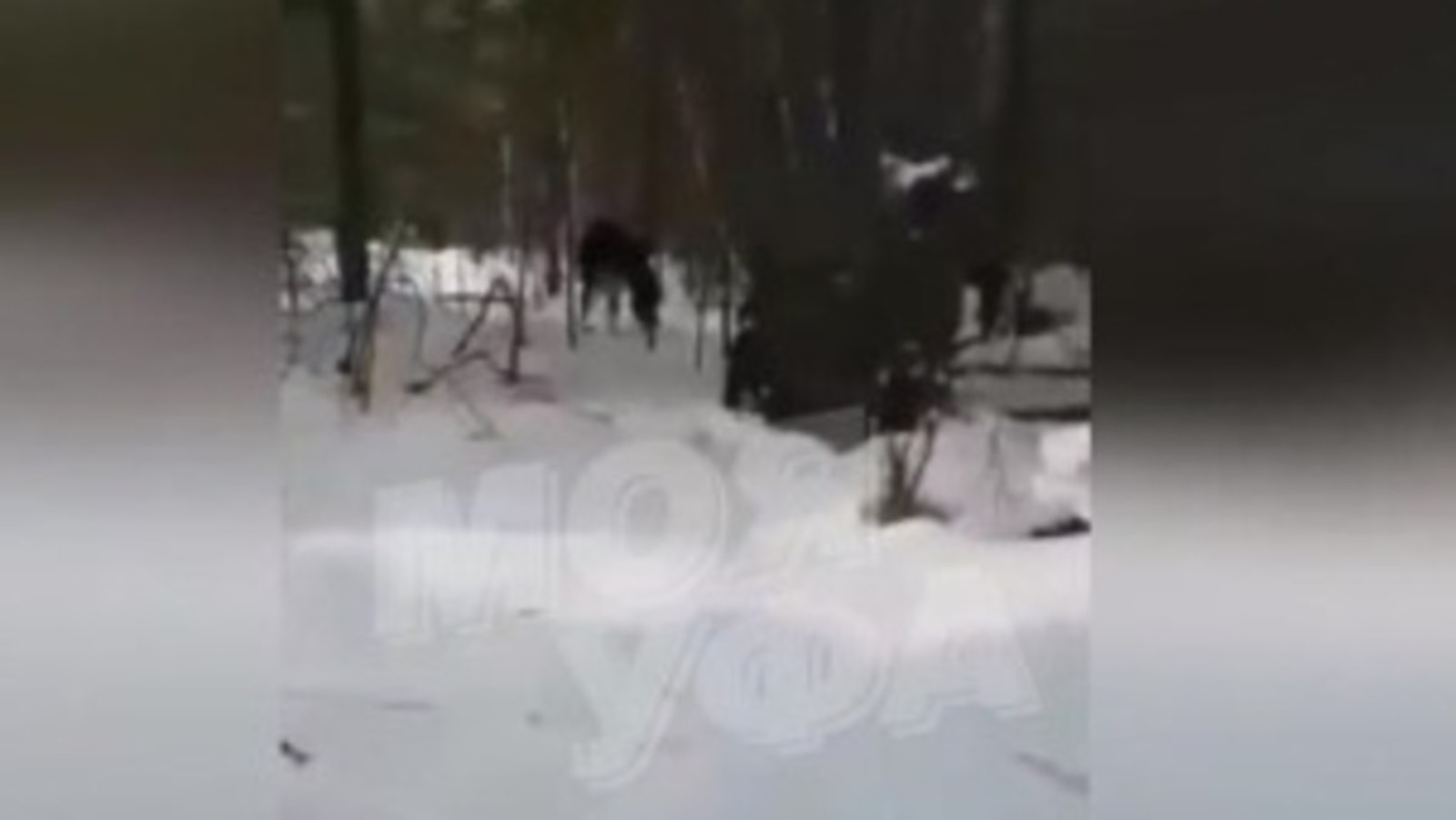 "Совсем не Башкирия": В Минэкологии РБ прокомментировали видео с дровосеками и напавшим на лося голодным медведем