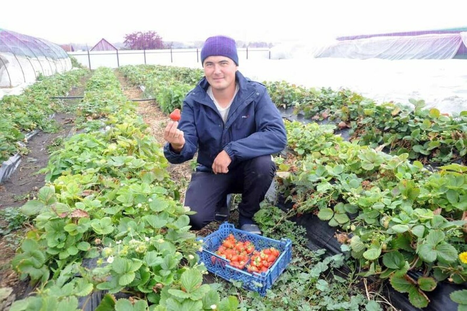 Фермер из Башкортостана развивает клубничное дело на грант «Агростартапа»