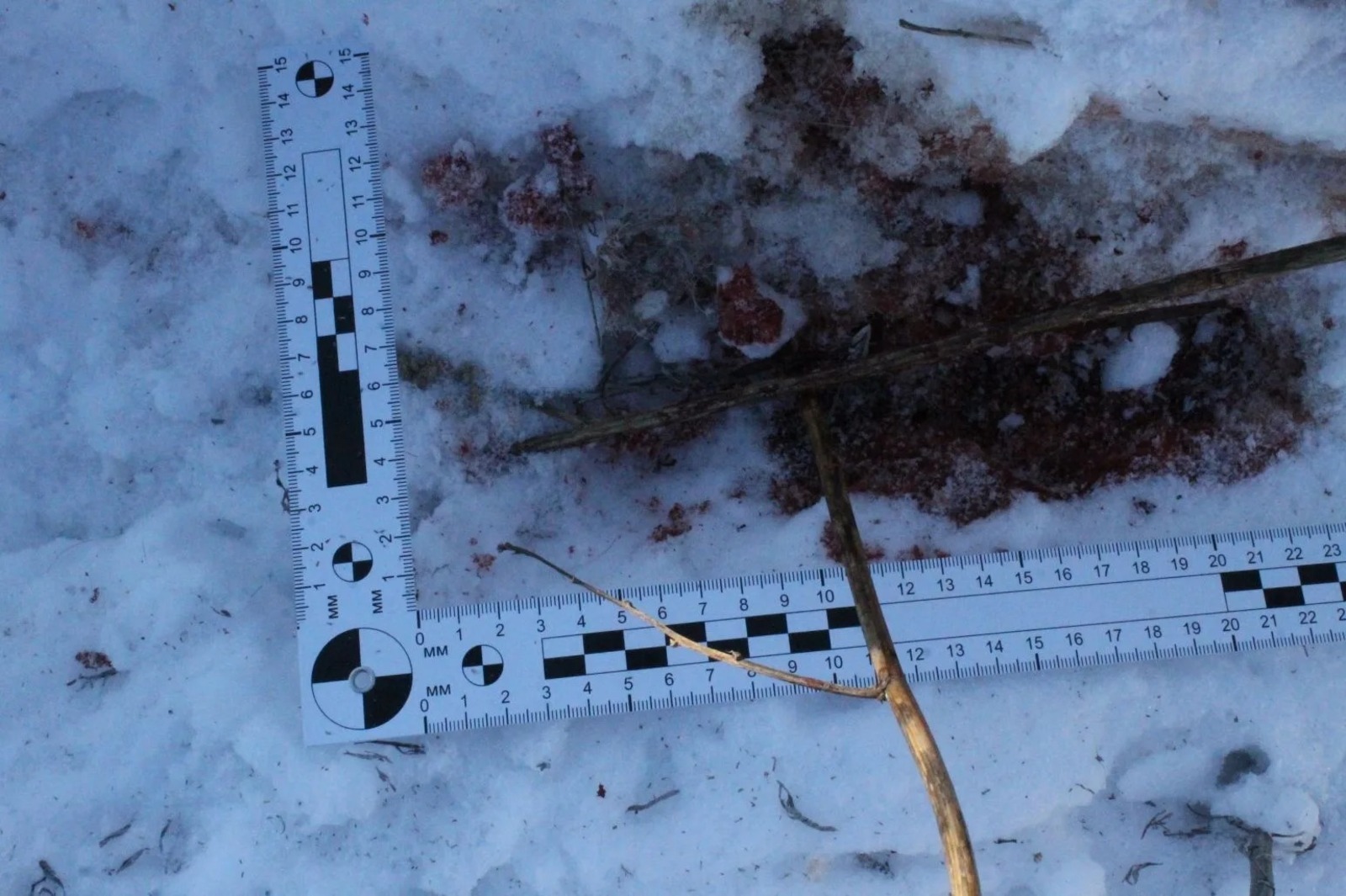 В Башкирии полиция разыскивает отстрелившего косулю браконьера