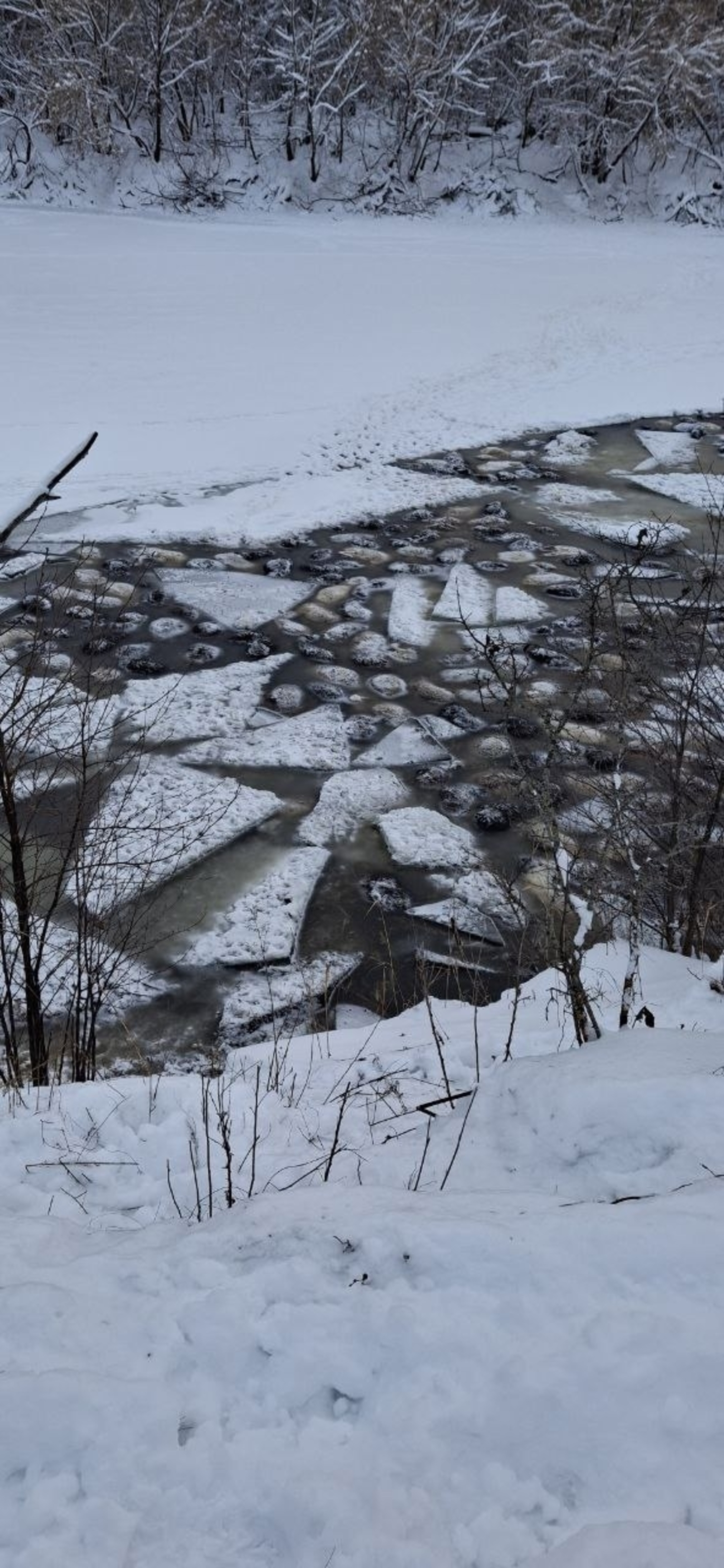 Выяснились неожиданные подробности про хозяина утонувшего стада баранов