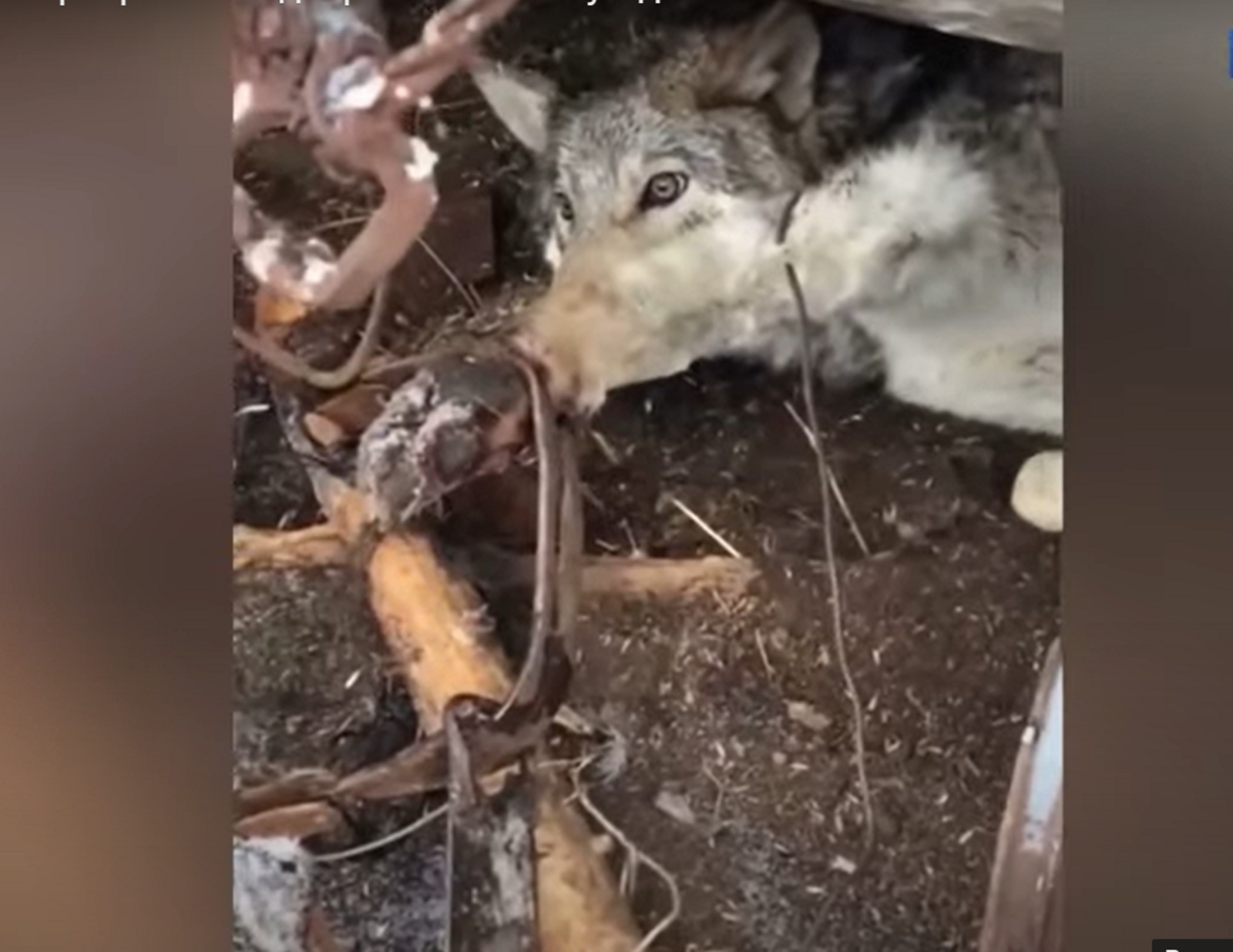 В Башкирии волк пришел в деревню за добычей и попал в капкан (ВИДЕО)