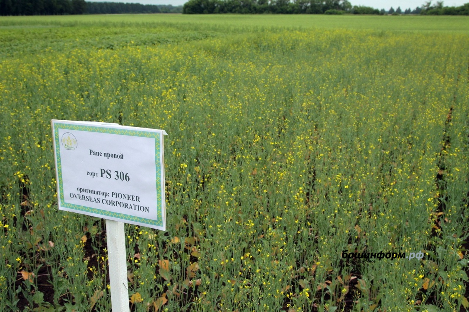 Экспорт рапсового масла из Башкирии в Китай вырос на 60%