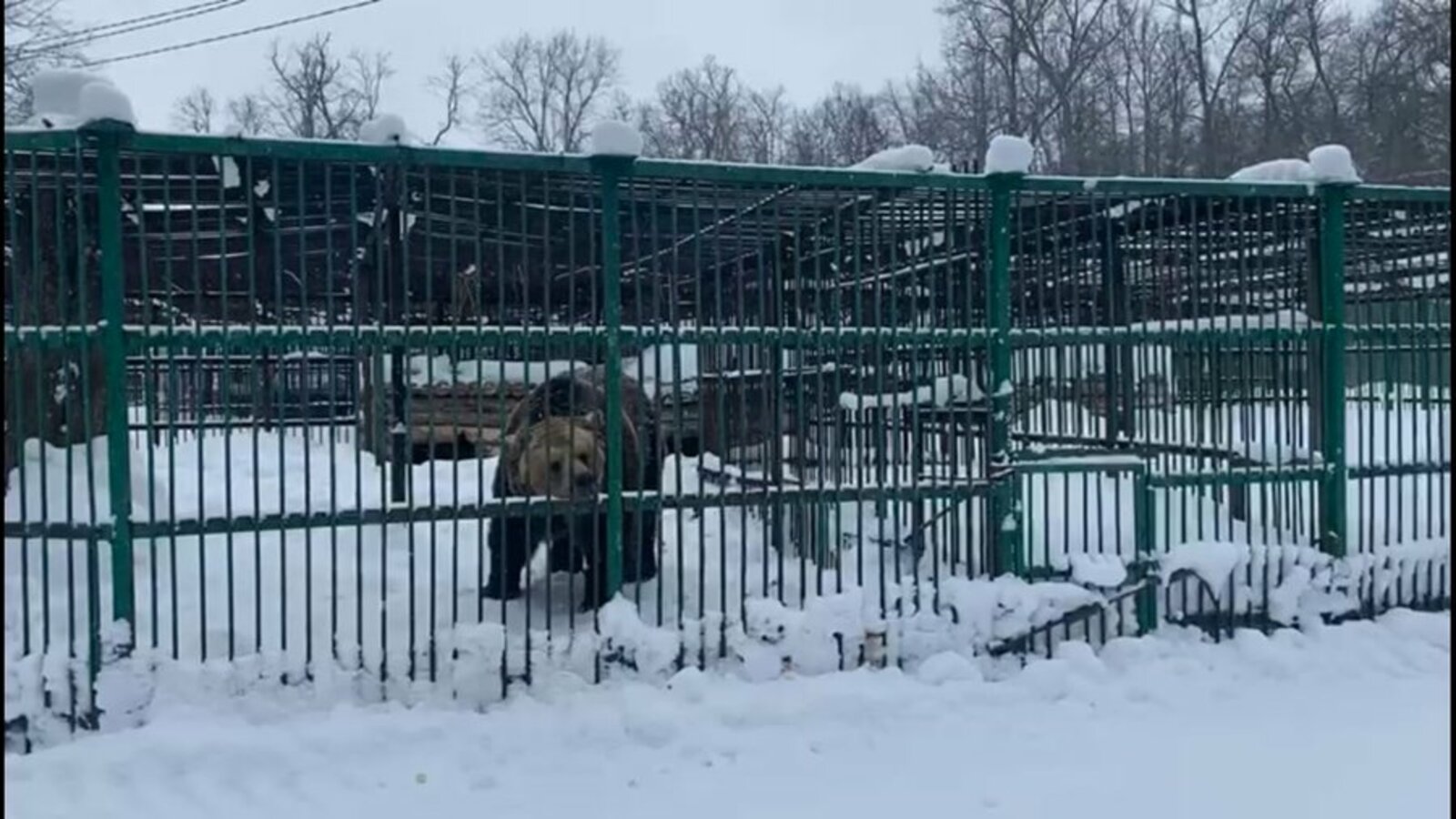 В парке Лесоводов в Уфе проснулся медведь