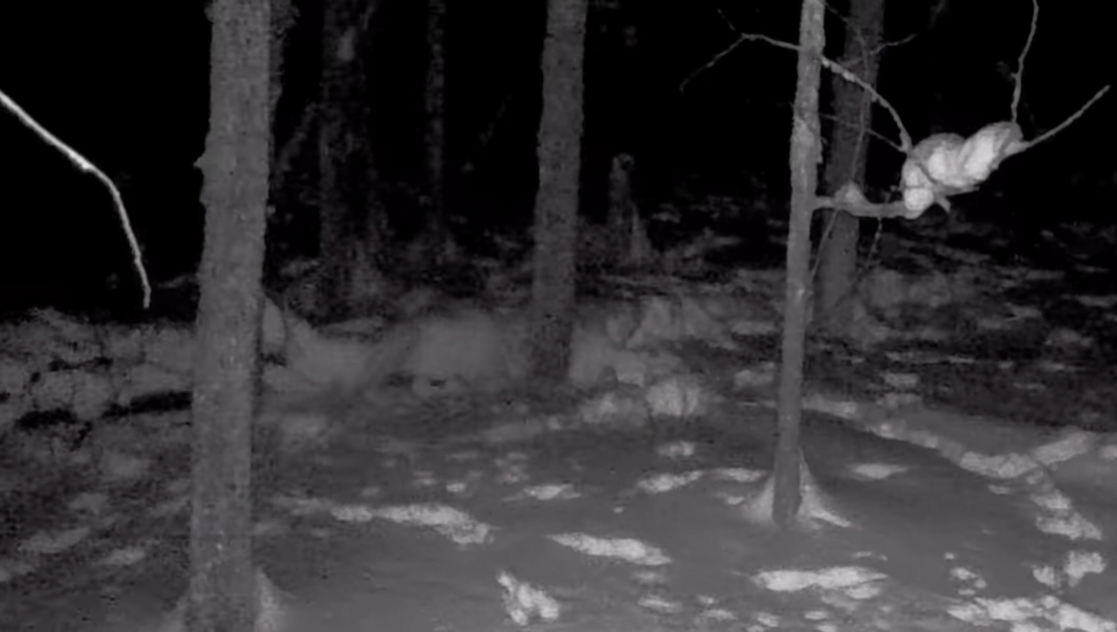 Чертовщина в лесу. Ночью 13 числа полтергейст попал в кадр фотоловушки.