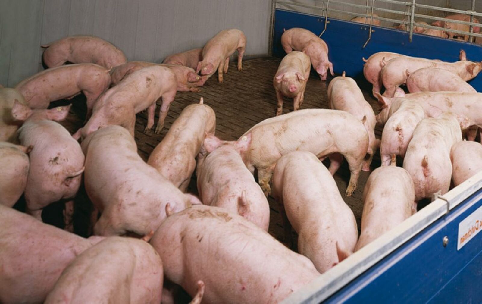Парламент Башкирии принял решение по вопросу  запрета содержания свиней в личных подсобных хозяйствах