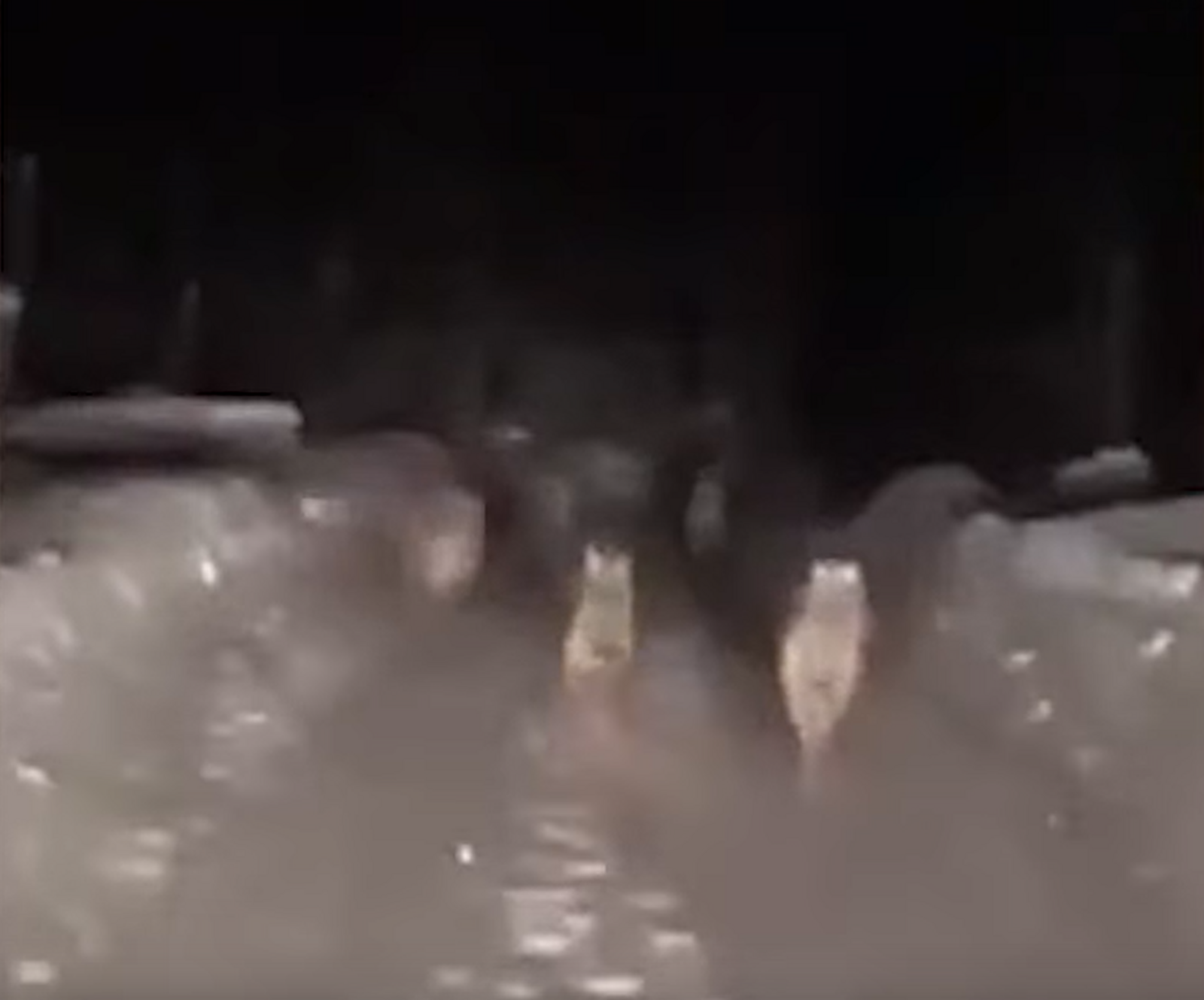 В Белорецком районе Башкирии местные жители заметили стаю волков