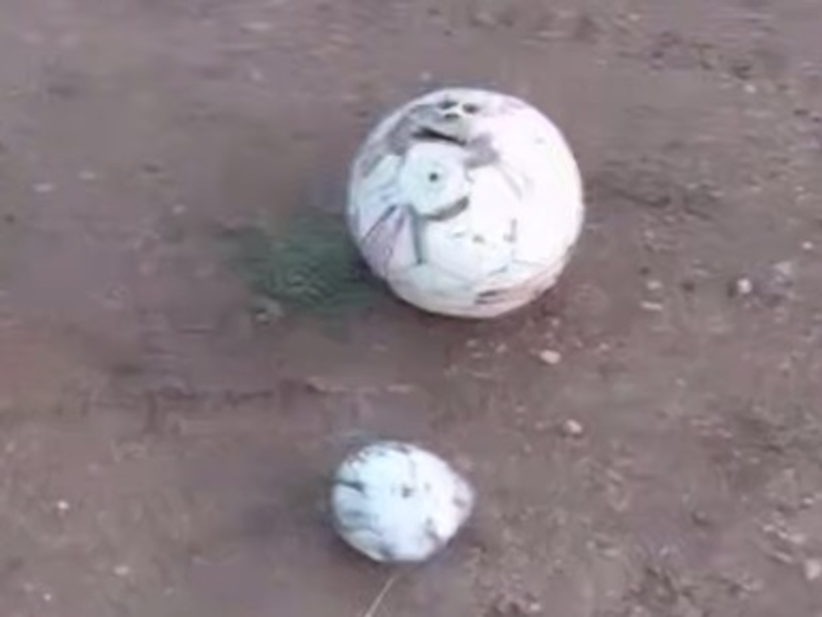 «Мать-овца отказалась от него»: в Башкирии рассказали историю о необычном футбол