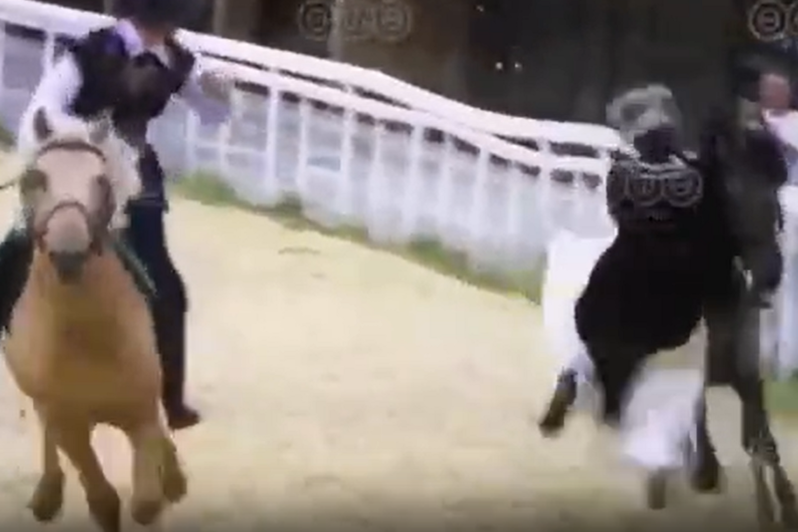 В Уфе на турнире «Терра Башкирия» девушка упала с лошади и стала невестой