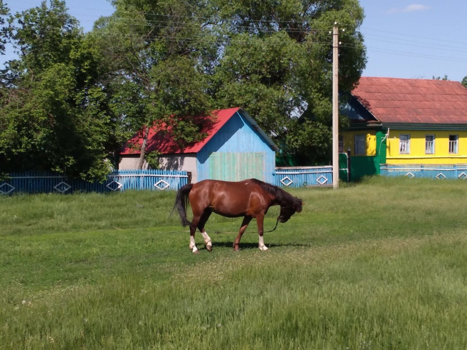 Опасных насекомых обнаружили в Башкирии