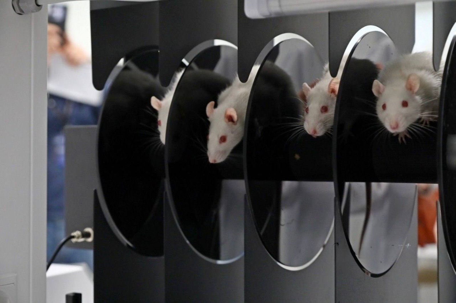 В Межвузовском студенческом кампусе Уфы разрабатывают новый антидепрессант