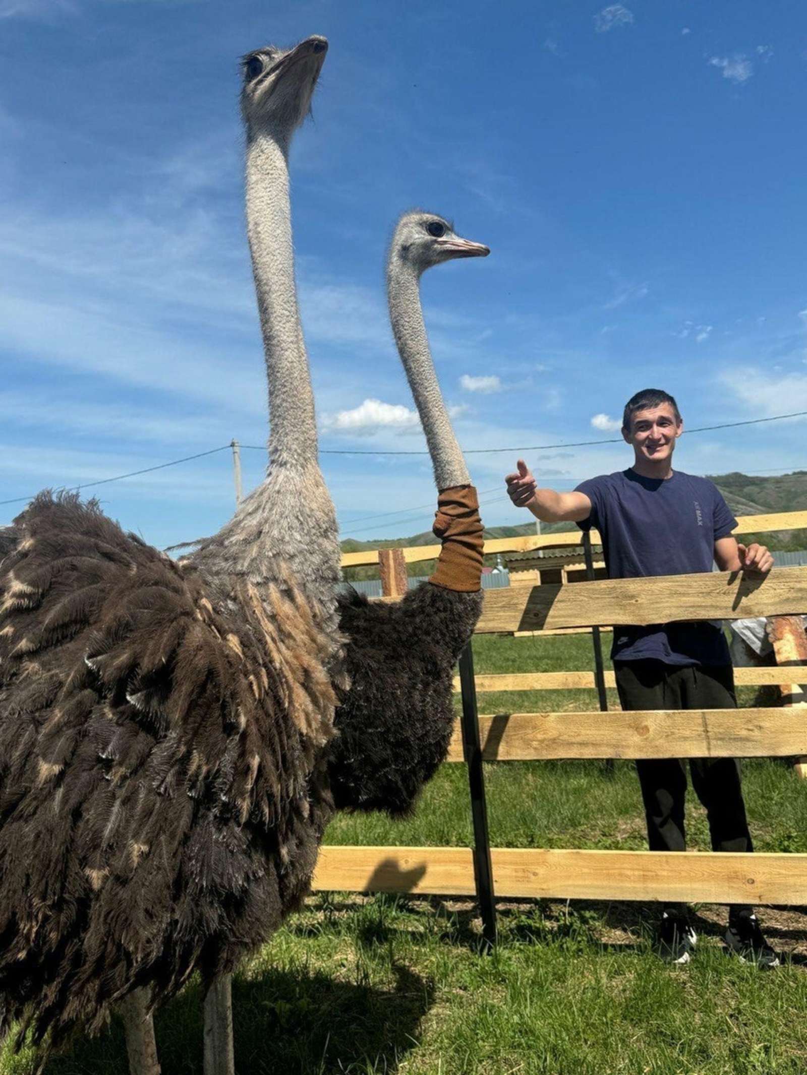 В районе появился «Страусиный двор»