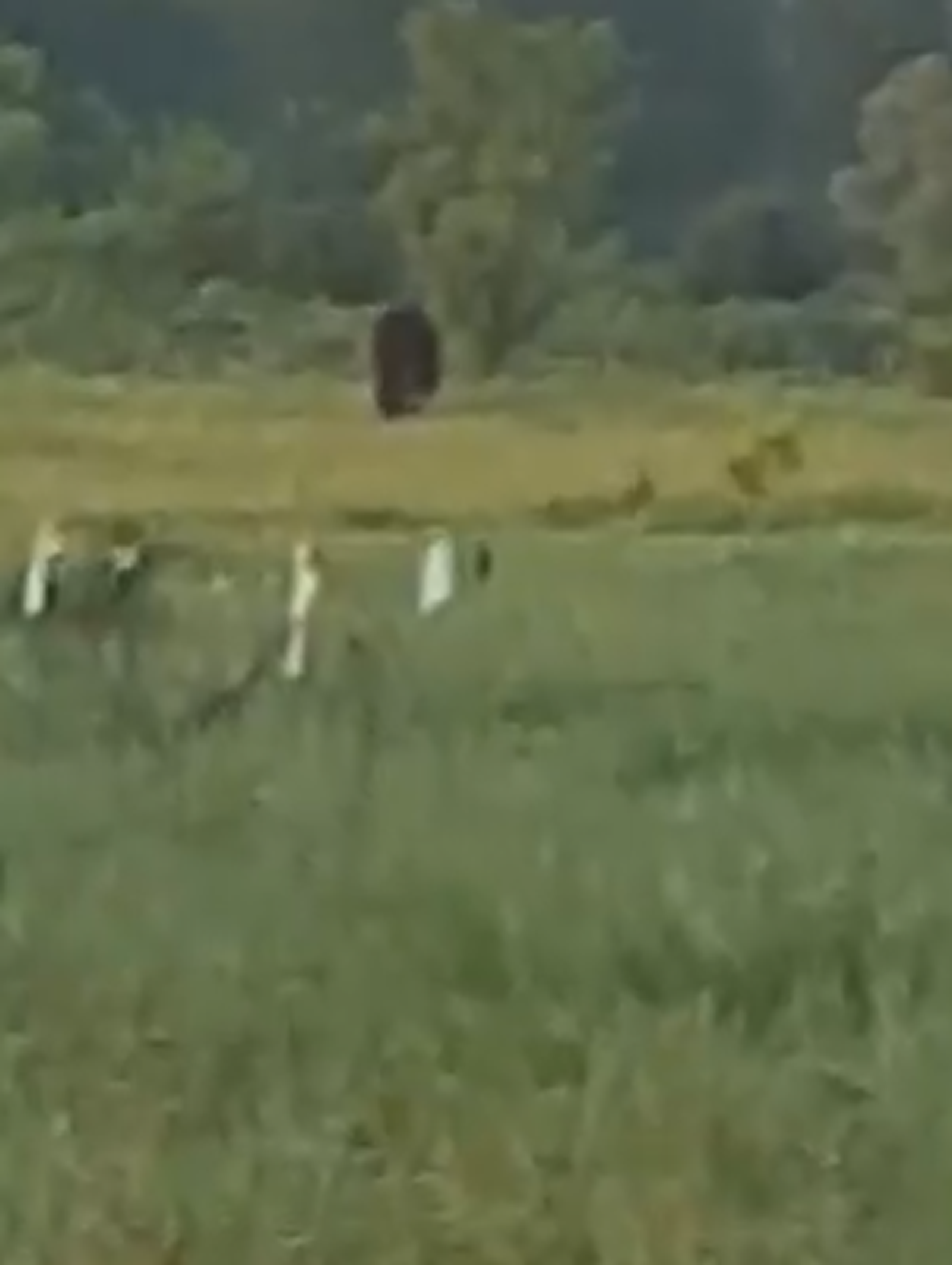 В Башкирии медведь разгуливал по улицам города