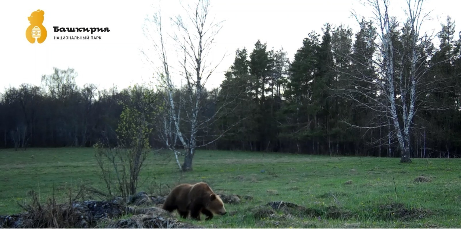Фотоловушка нацпарка «Башкирия» запечатлела медведя и косулю