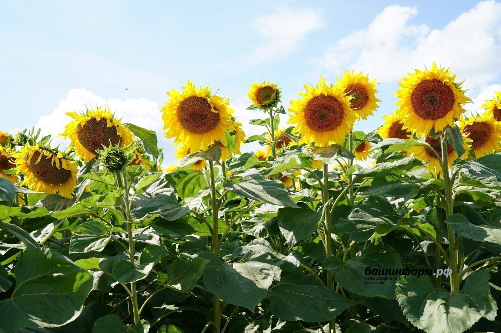 Башкирия экспортировала в Латвию высокопротеиновый корм для сельхозживотных
