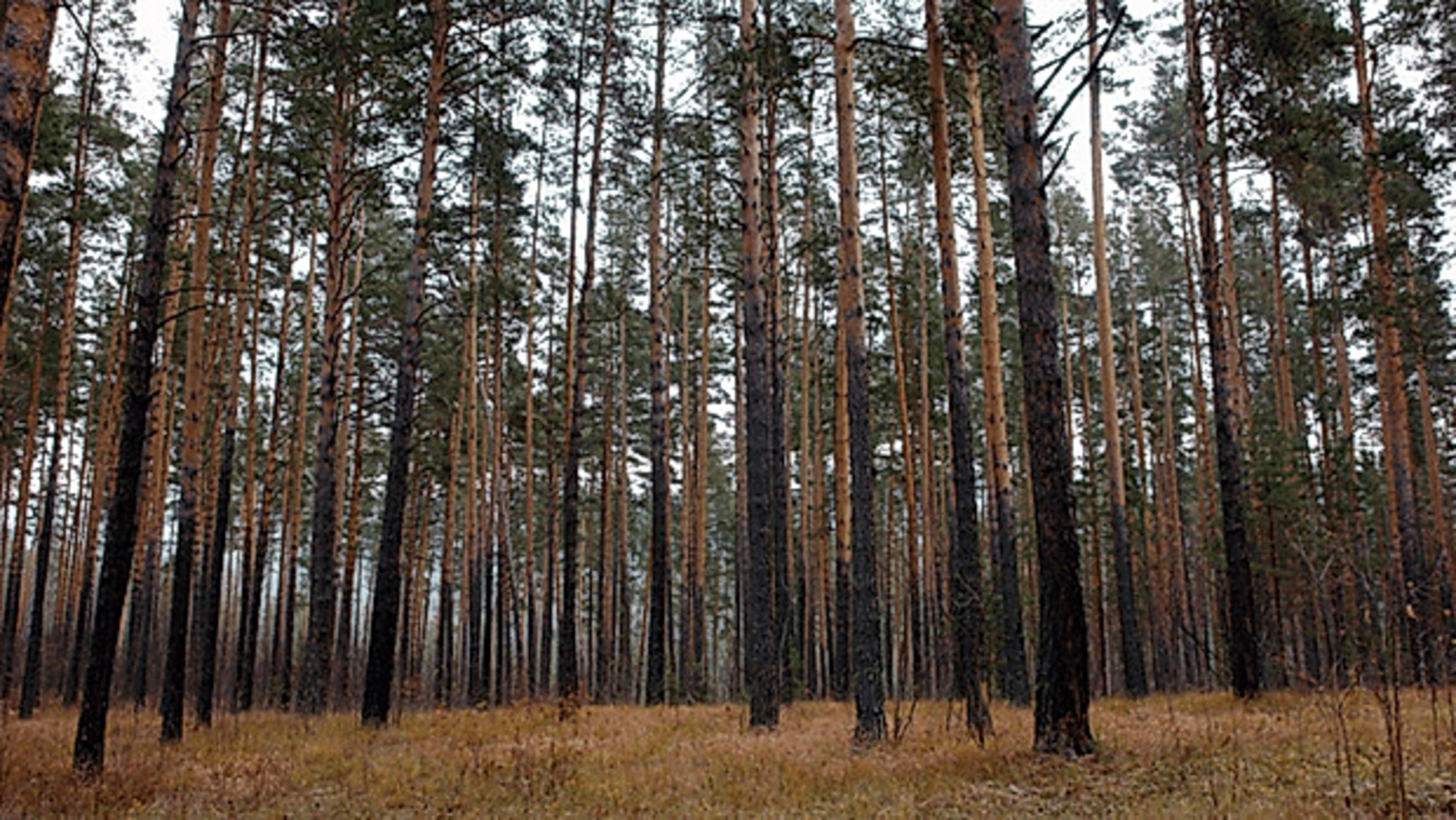 В Башкирии за год увеличилась площадь лесов