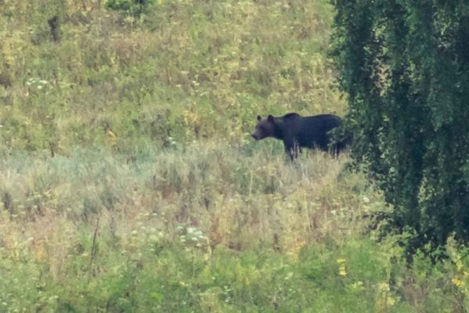 В Кугарчинском и других районах активизировались  медведи