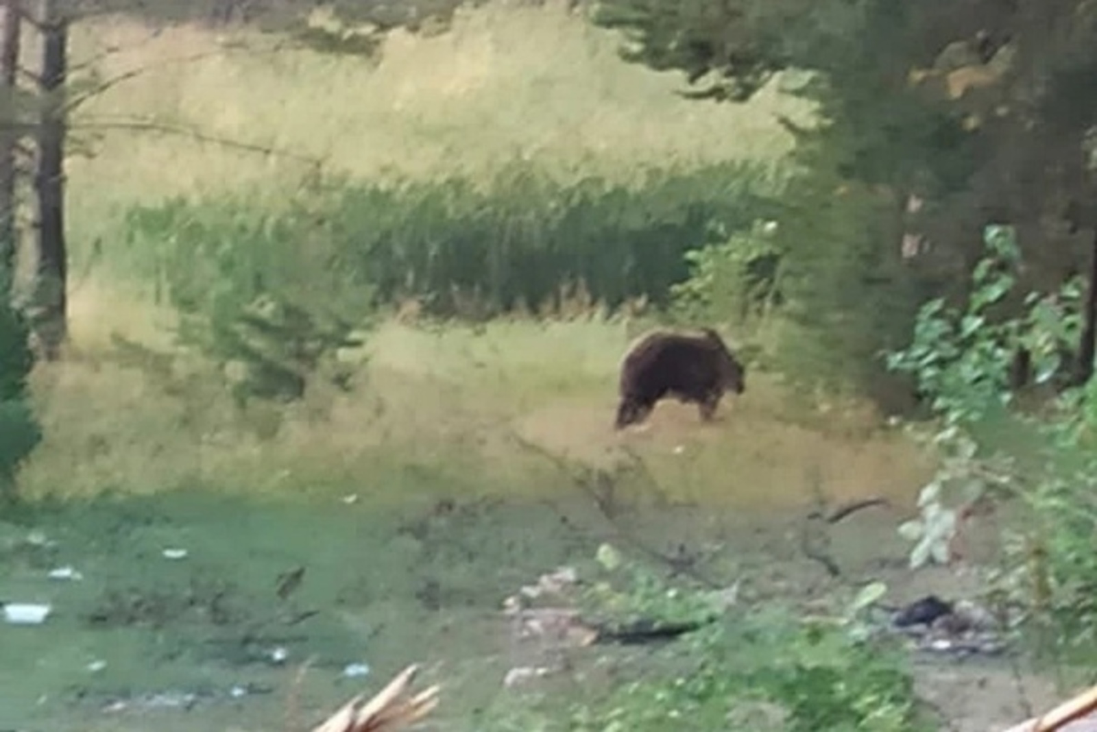 В Белорецком районе Башкирии медведи начали бродить по участкам местных жителей