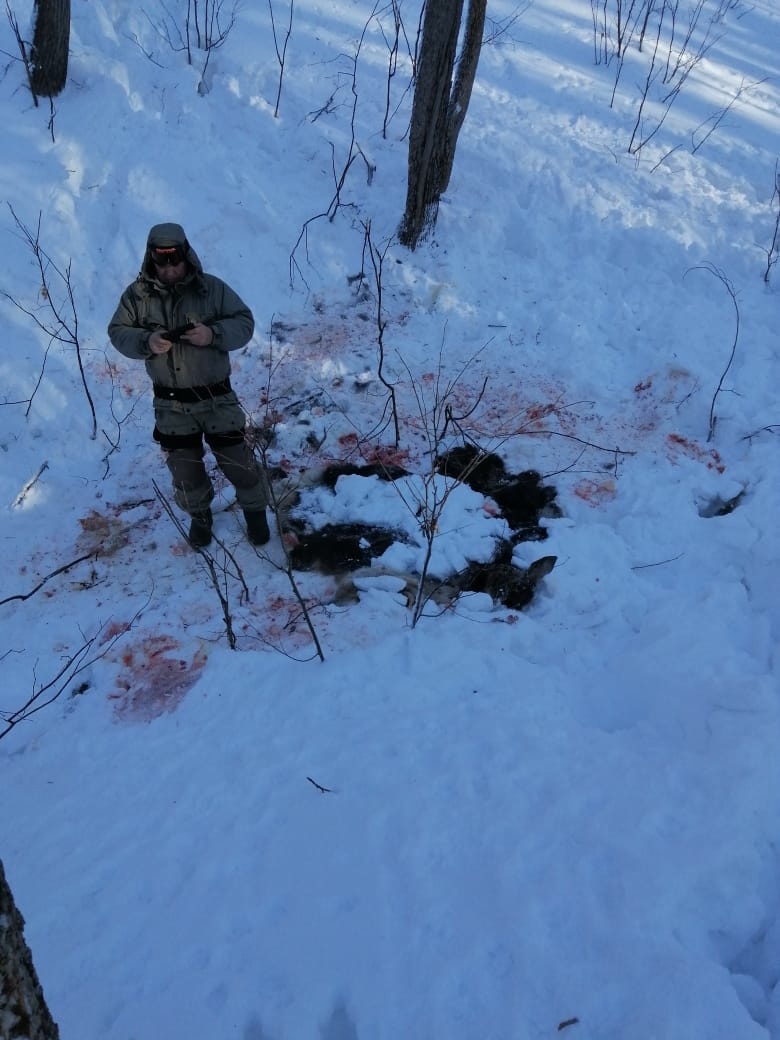 В Кугарчинском районе охотинспекторы и полиция задержали по горячим следам браконьеров, жертвой которых стала беременная лосиха