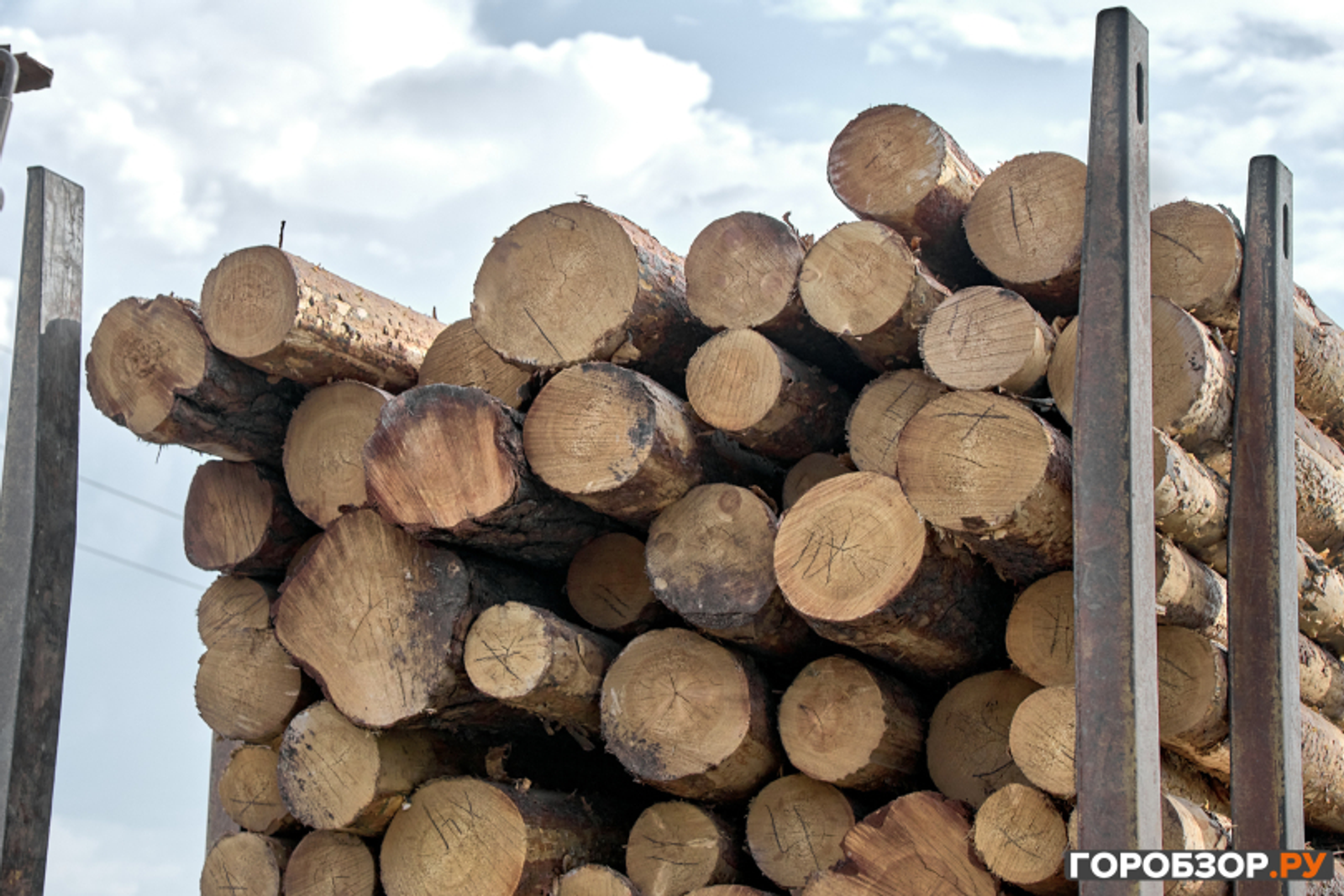 Жителя Башкирии объявили в международный розыск за незаконную вырубку сосен