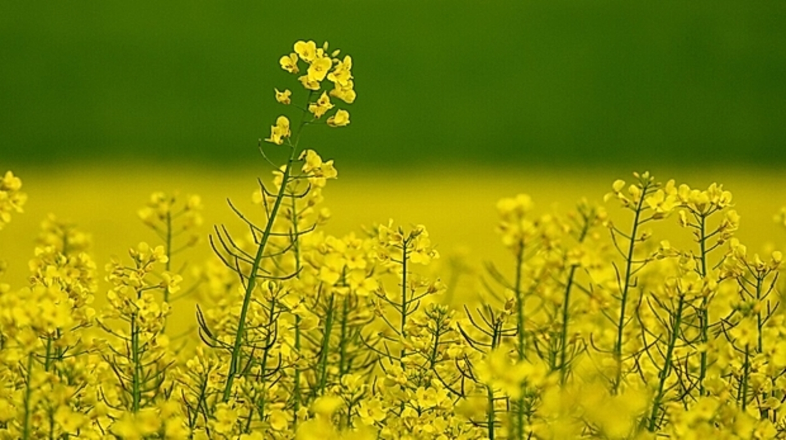 Башкирия экспортировала в Китай крупную партию масличного льна