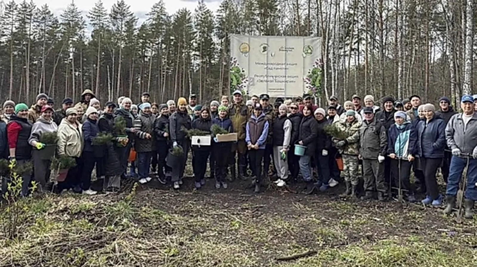 В Караидельском районе высадили 9 тысяч молодых сосен