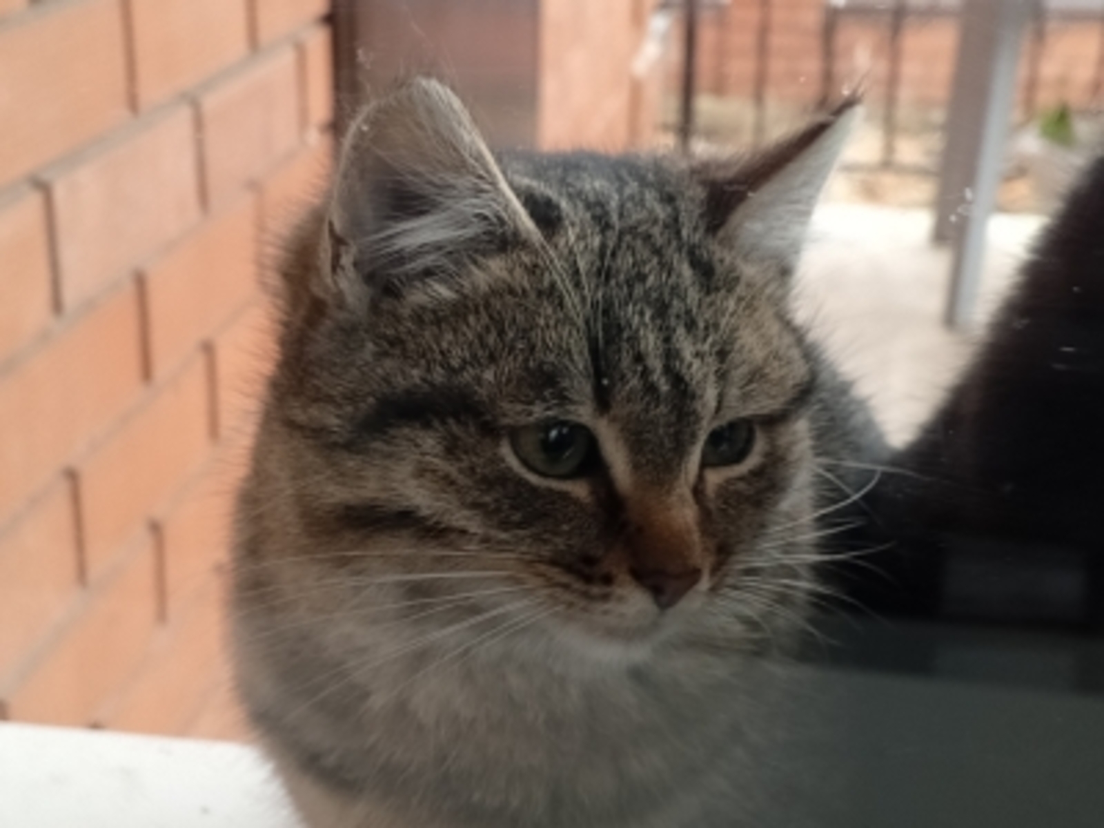 В Башкирии ввели карантин по бешенству на территории Стерлитамака