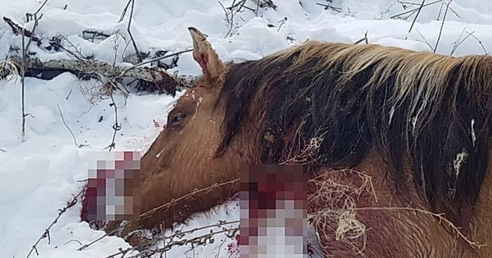 Управляющий фермерским хозяйством рассказал, кто же так жестоко убил 14 лошадей в Башкирии