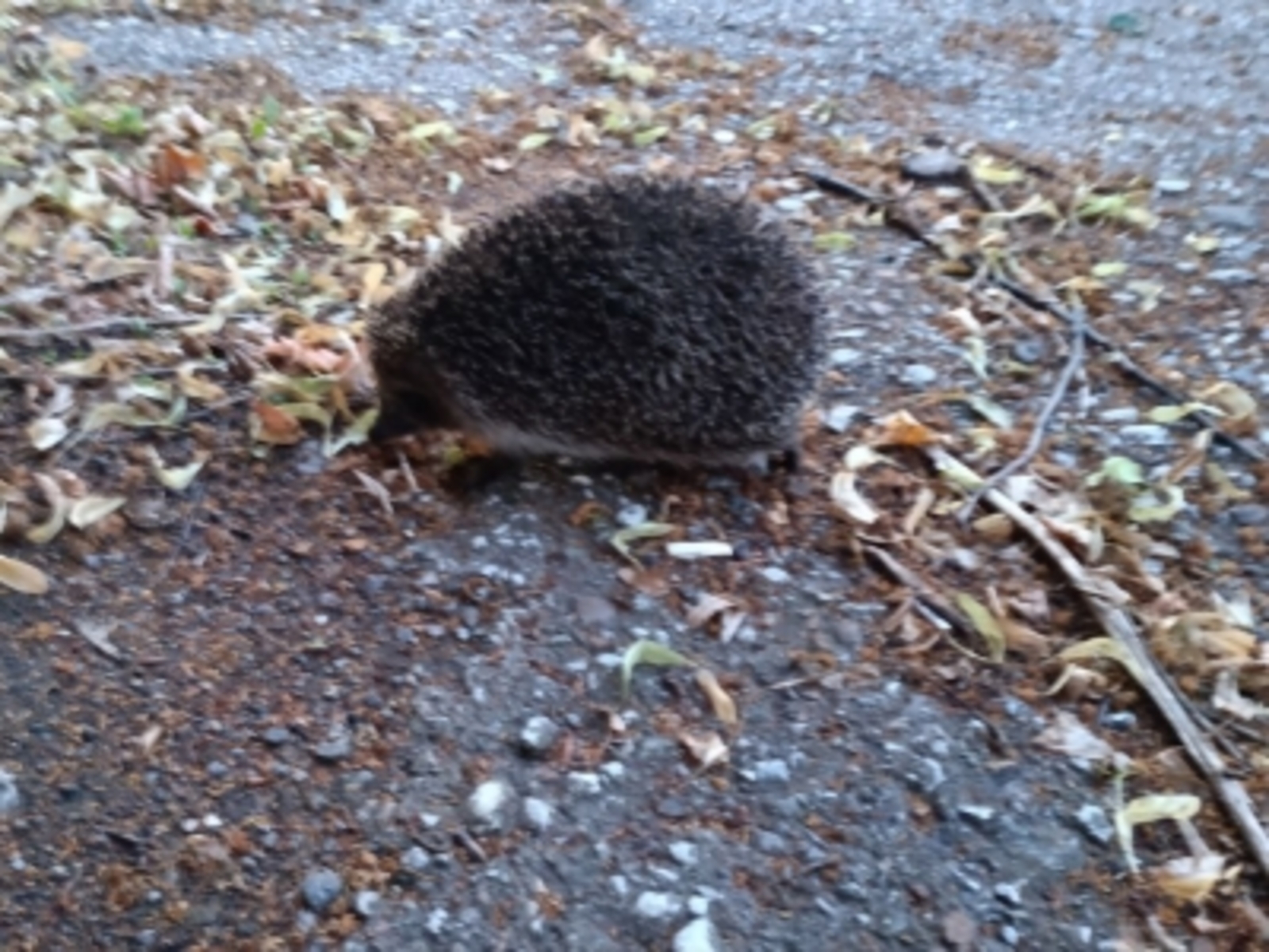 В Башкирии охотникам будут платить за добычу диких животных