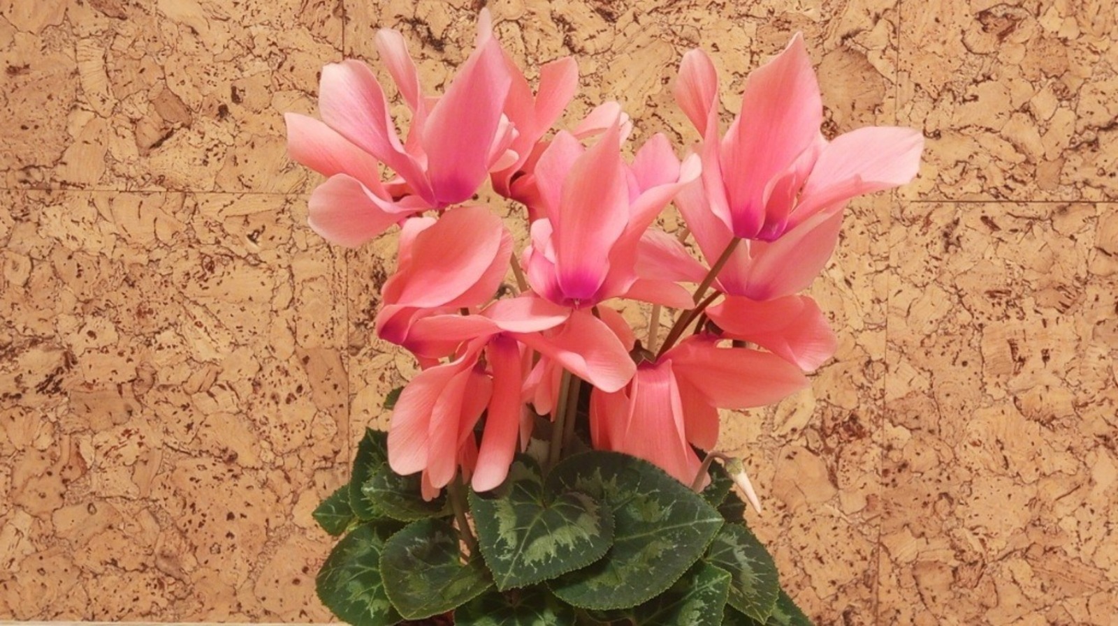 Жителей Башкирии ожидают сюрпризы погоды